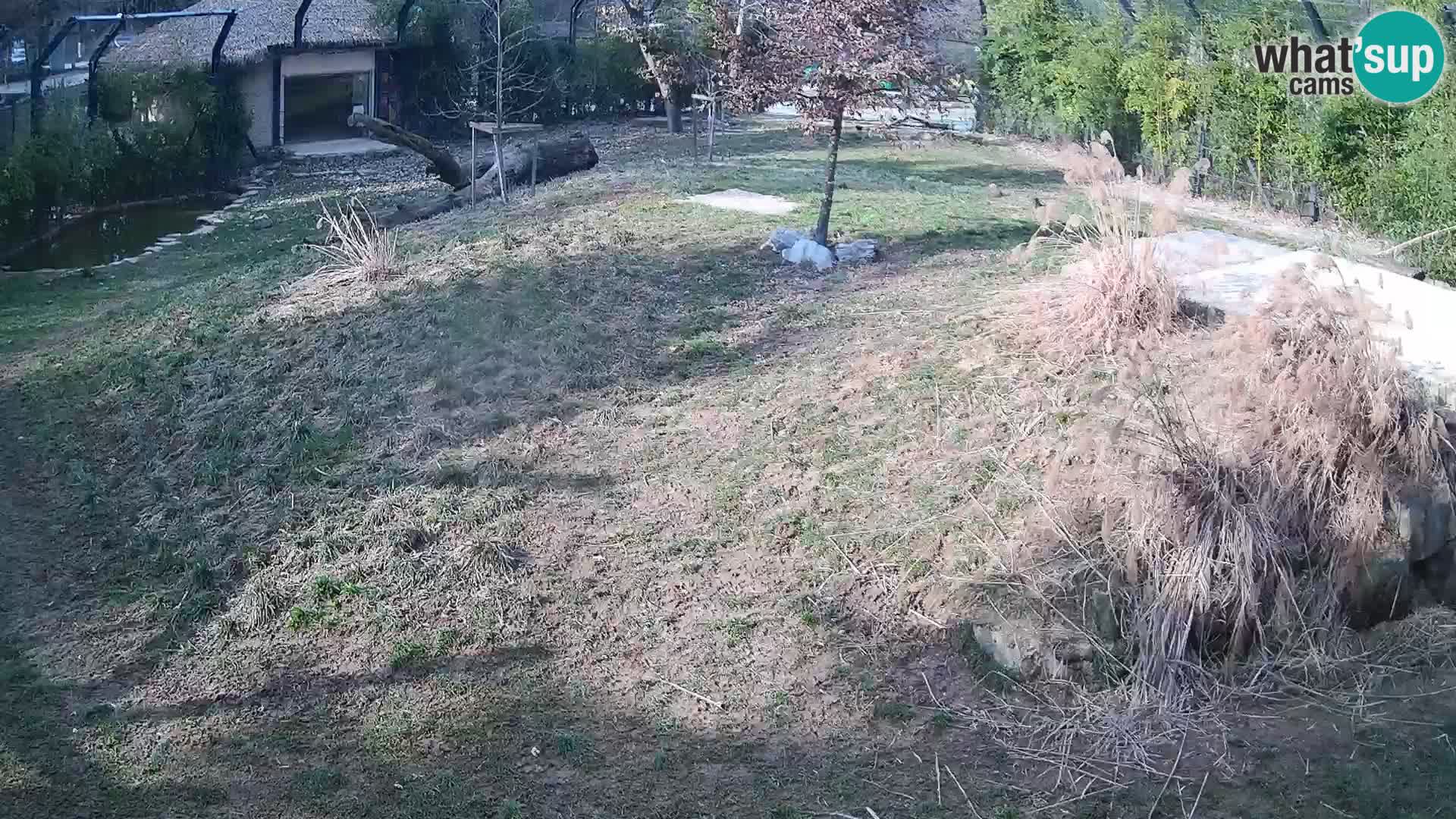 Live Ljubljana Zoo webcam Lion