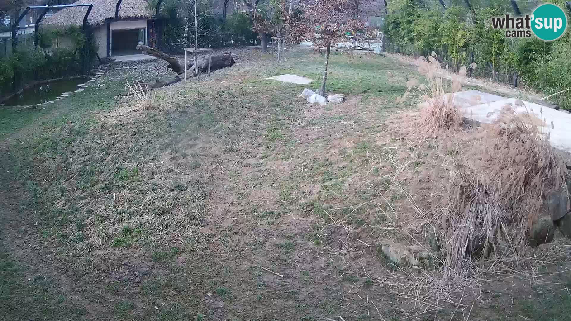 Live Ljubljana Zoo webcam Lion