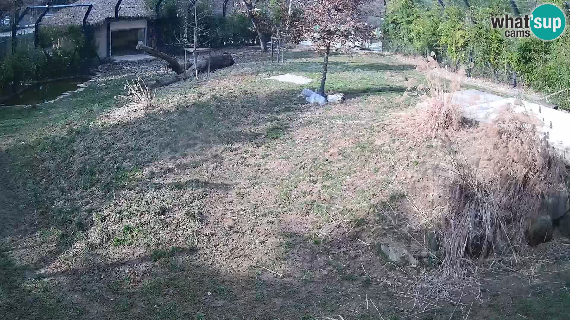 Live Ljubljana Zoo webcam Lion