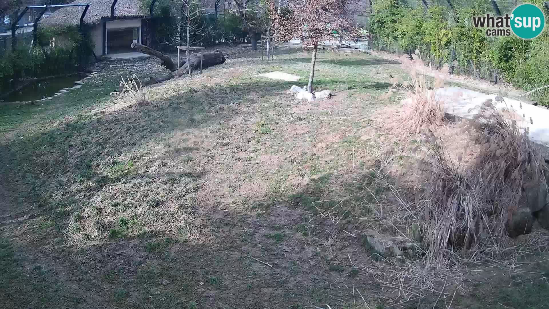 Live Ljubljana Zoo webcam Lion