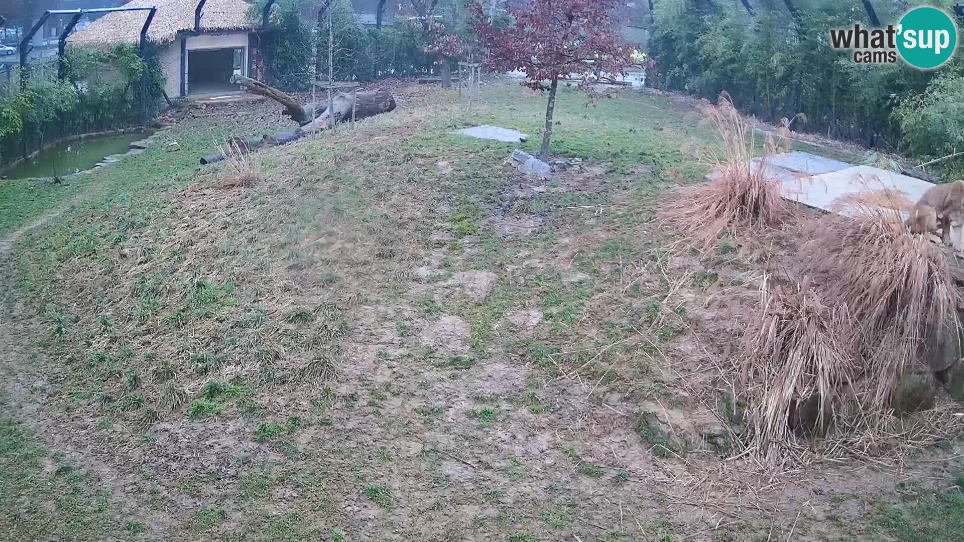 Live Ljubljana Zoo webcam Lion