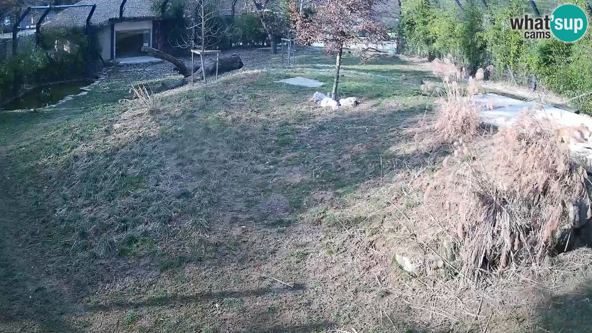 Zoo Ljubljana webcam Löwen