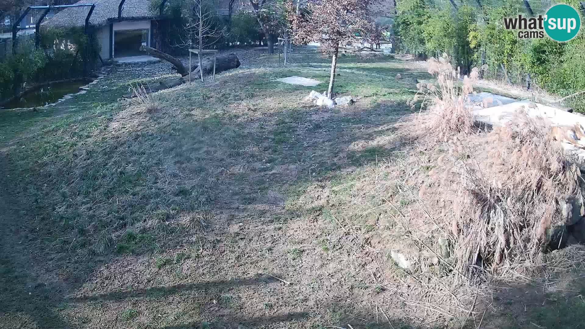 Zoo Ljubljana webcam Löwen