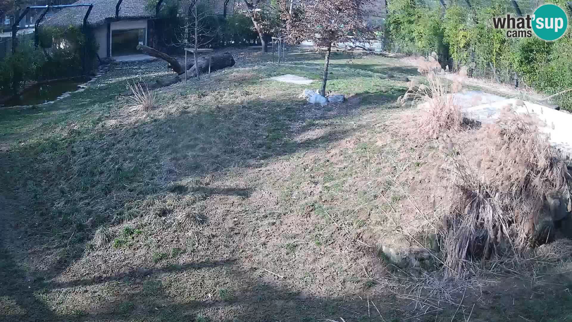 Live Ljubljana Zoo webcam Lion