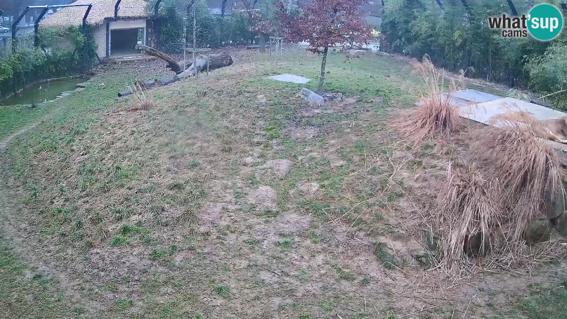 Live Ljubljana Zoo webcam Lion