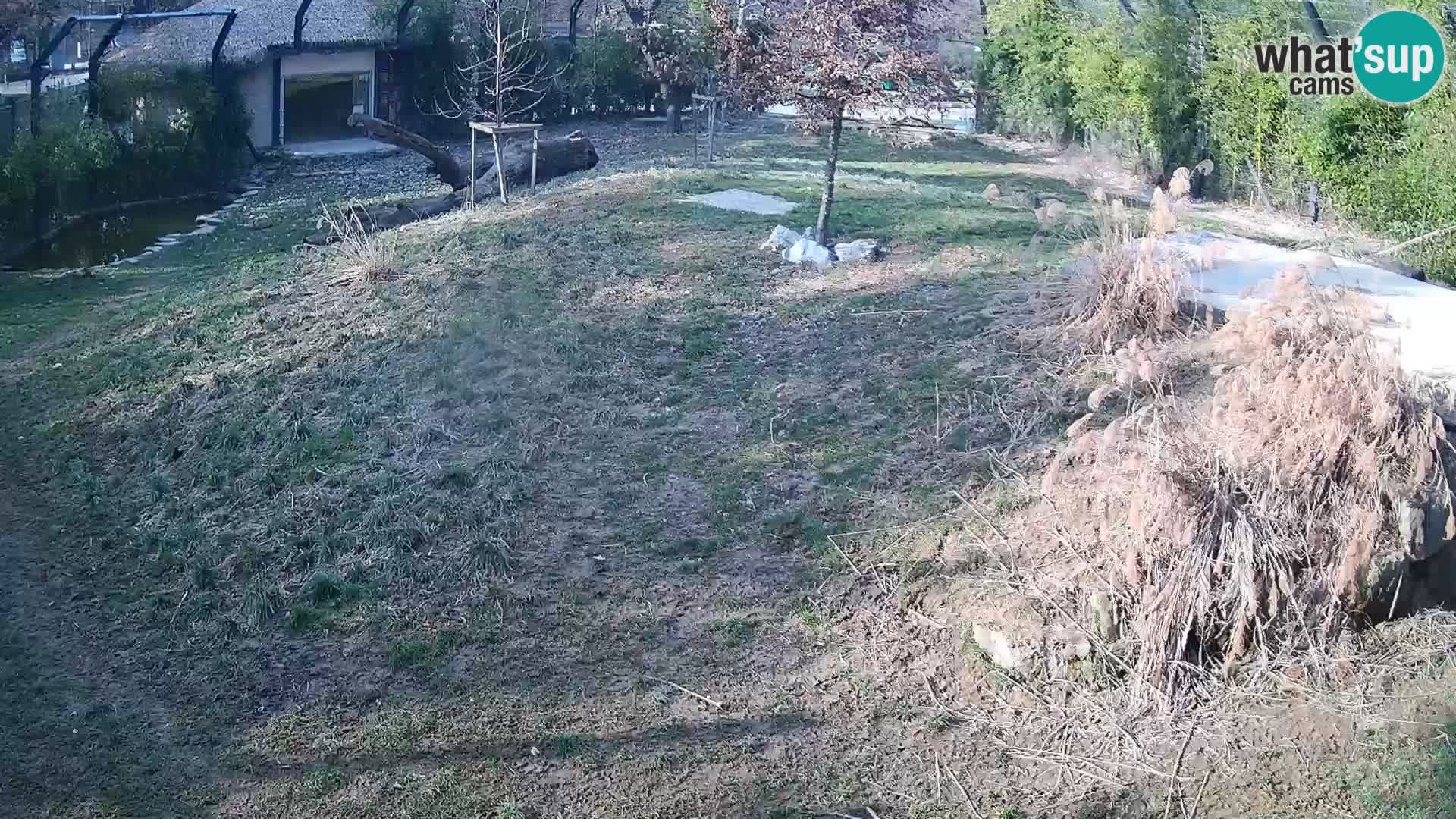 Live Ljubljana Zoo webcam Lion