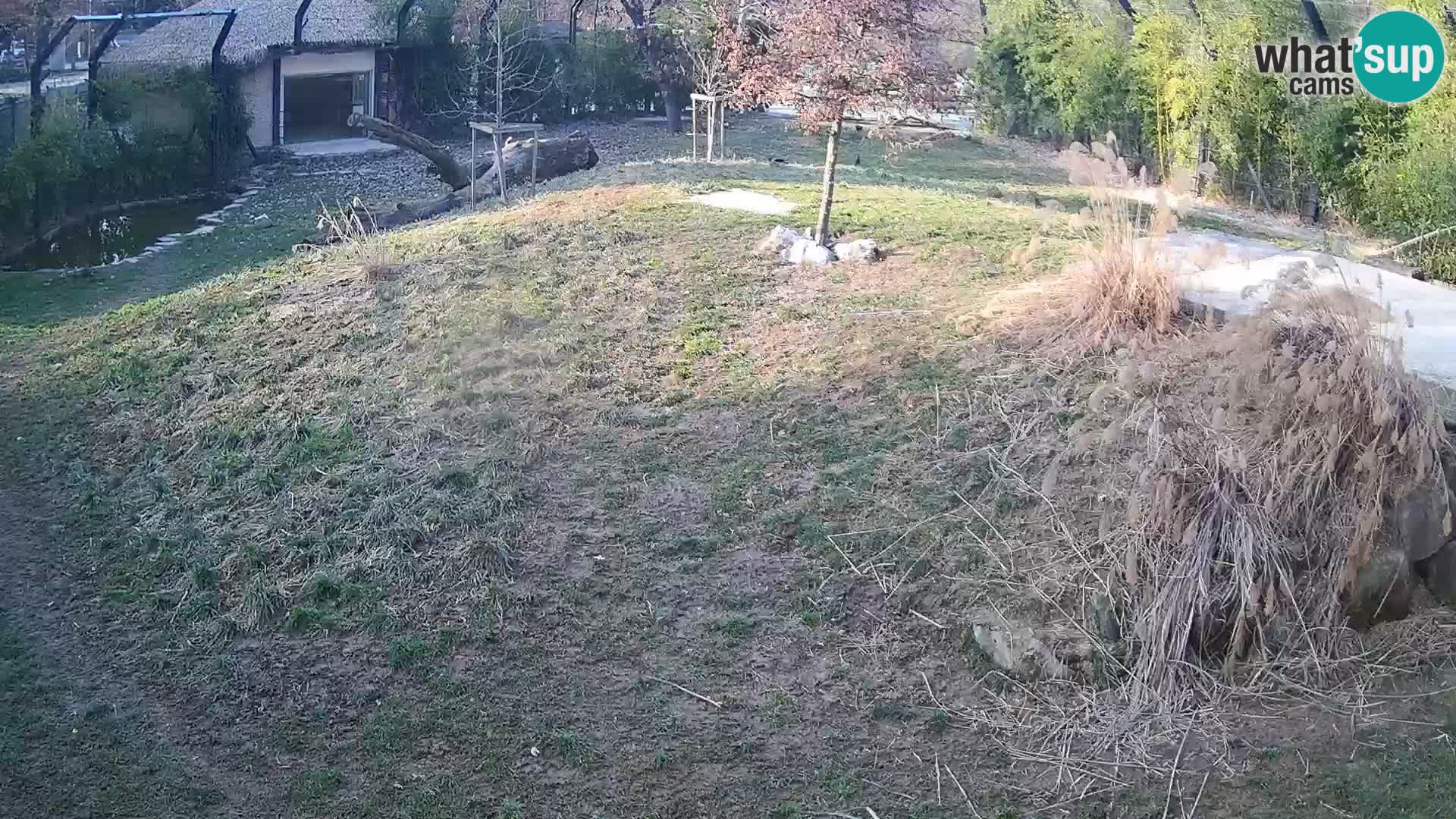 Live Ljubljana Zoo webcam Lion