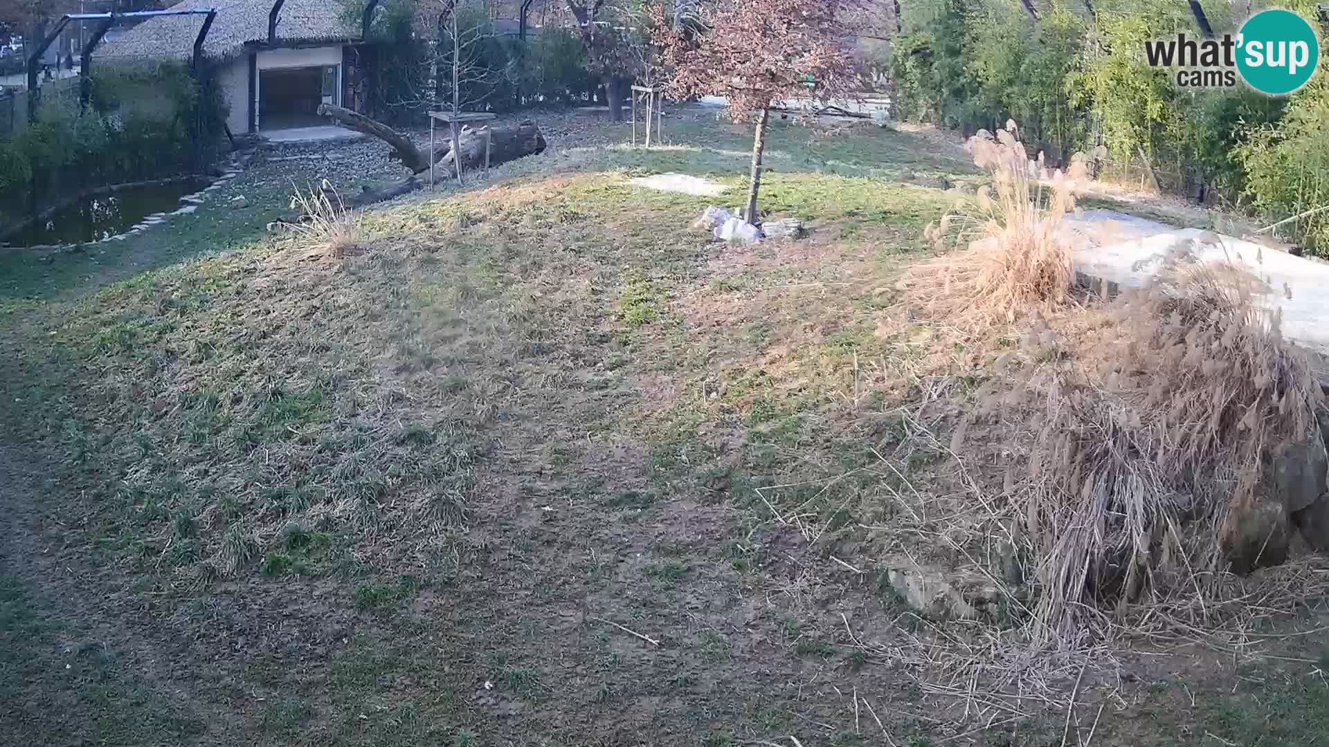 Zoo Lubiana live webcam Leoni