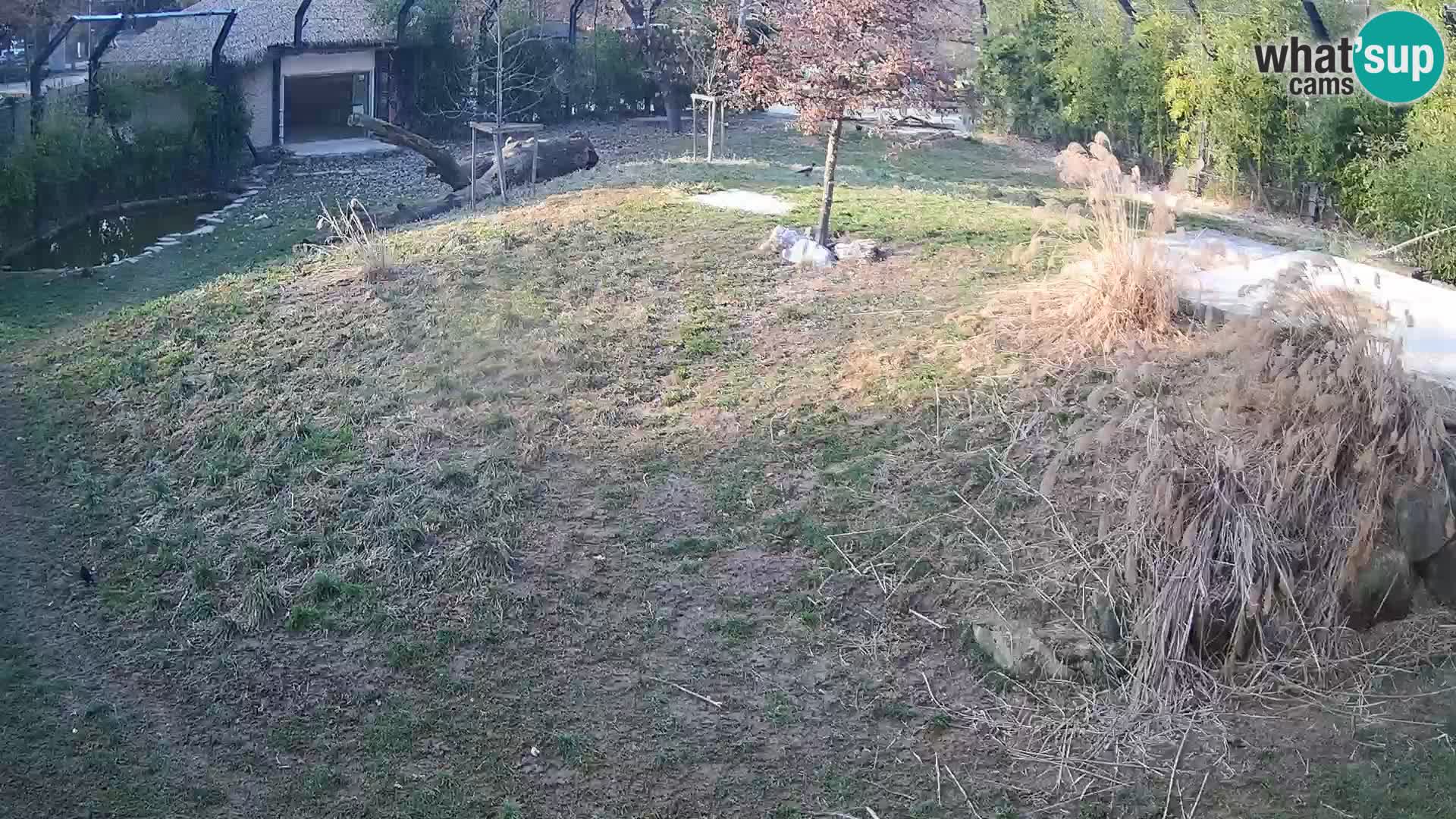 Živalski vrt Ljubljana kamera v živo Levi