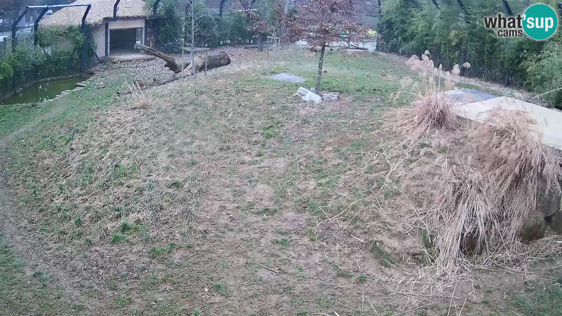 Live Ljubljana Zoo webcam Lion