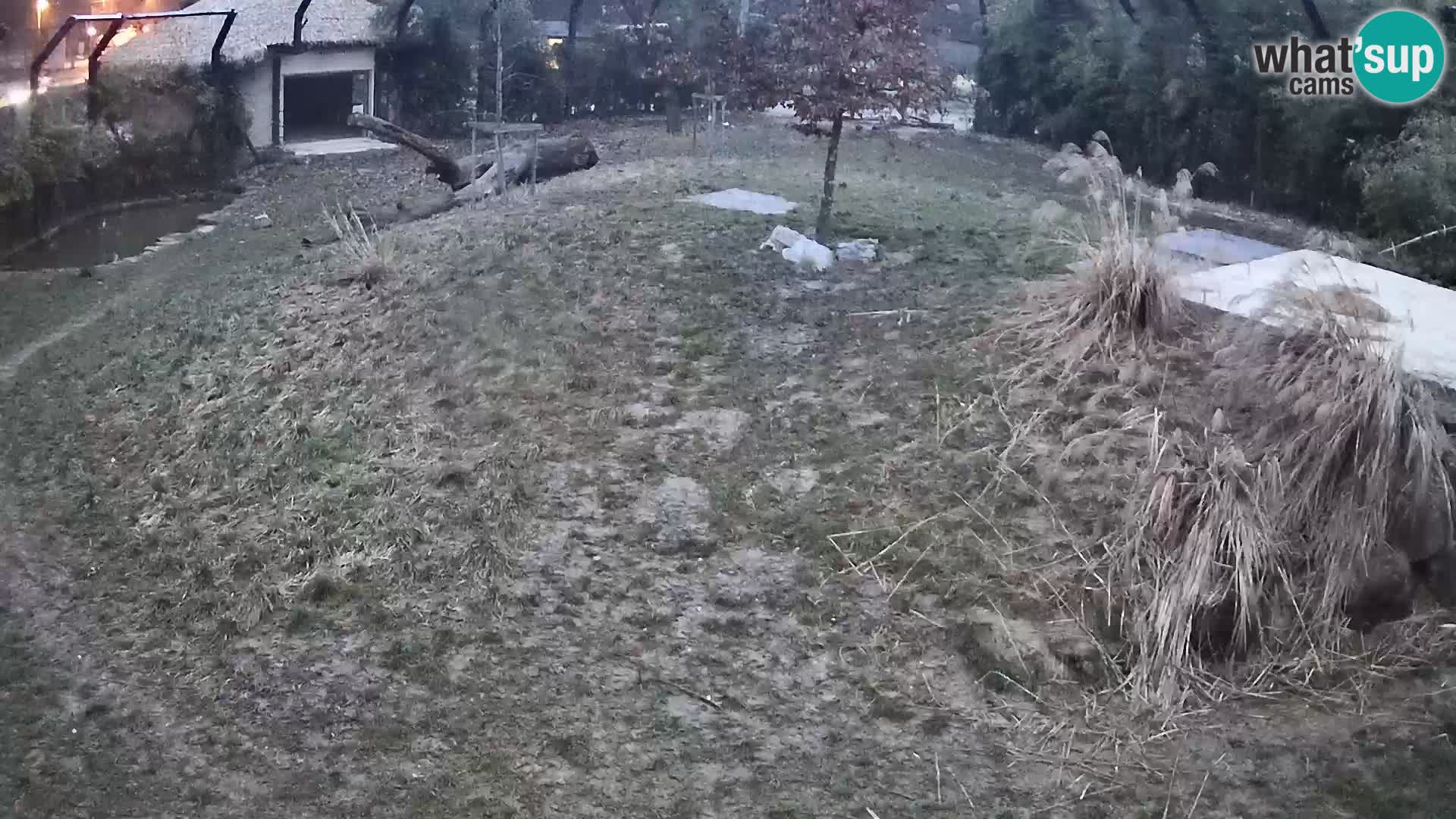 Live Ljubljana Zoo webcam Lion