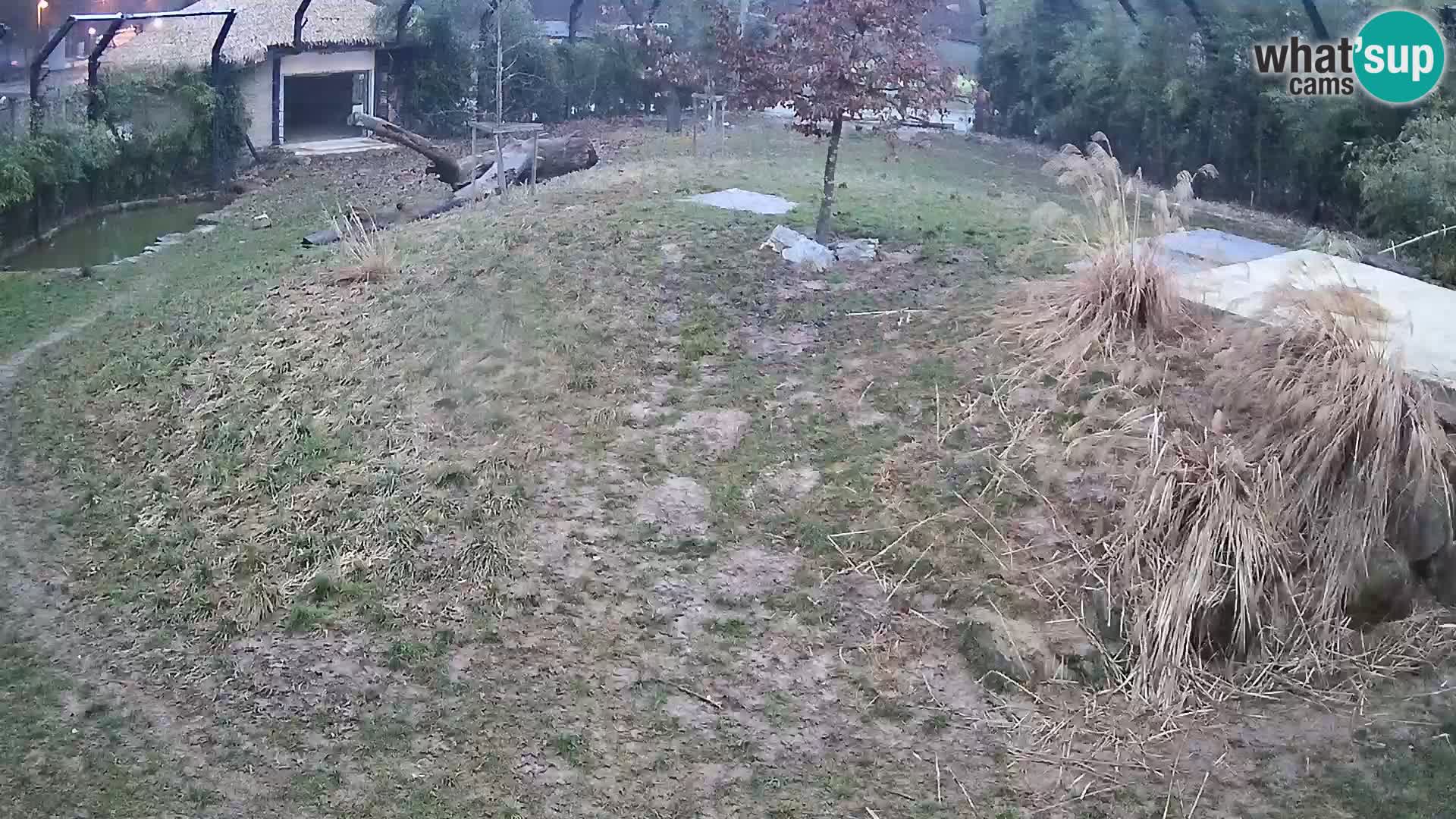 Ljubljana Zoo webcam Lion