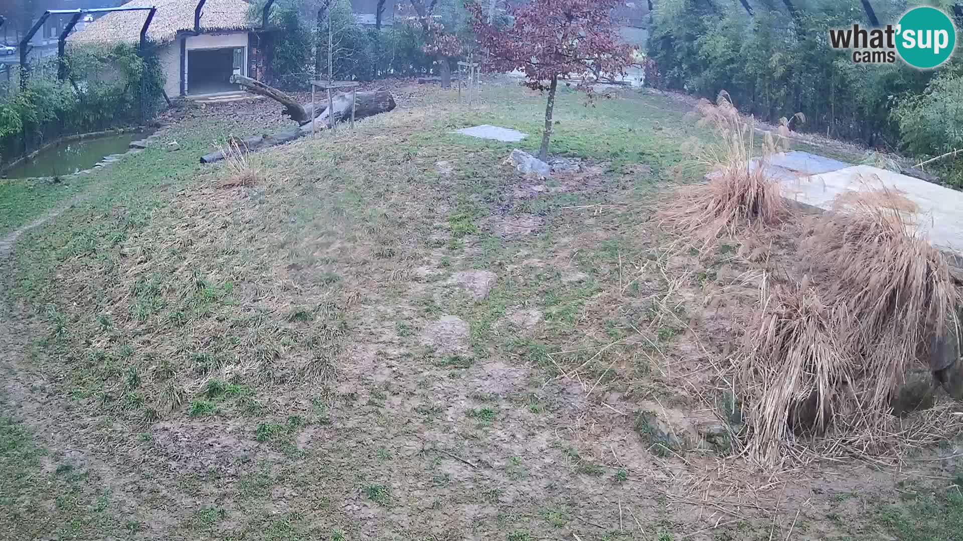 Live Ljubljana Zoo webcam Lion