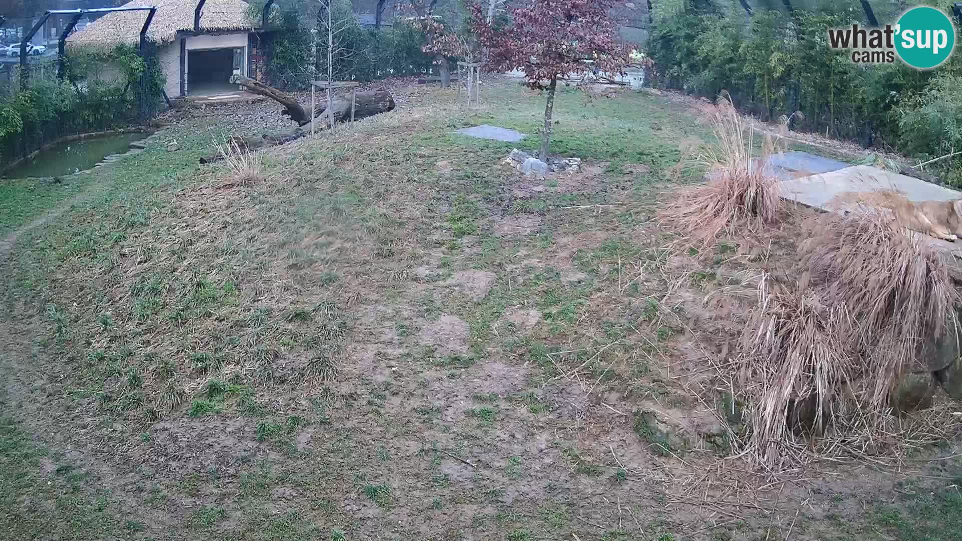 Ljubljana Zoo webcam Lion