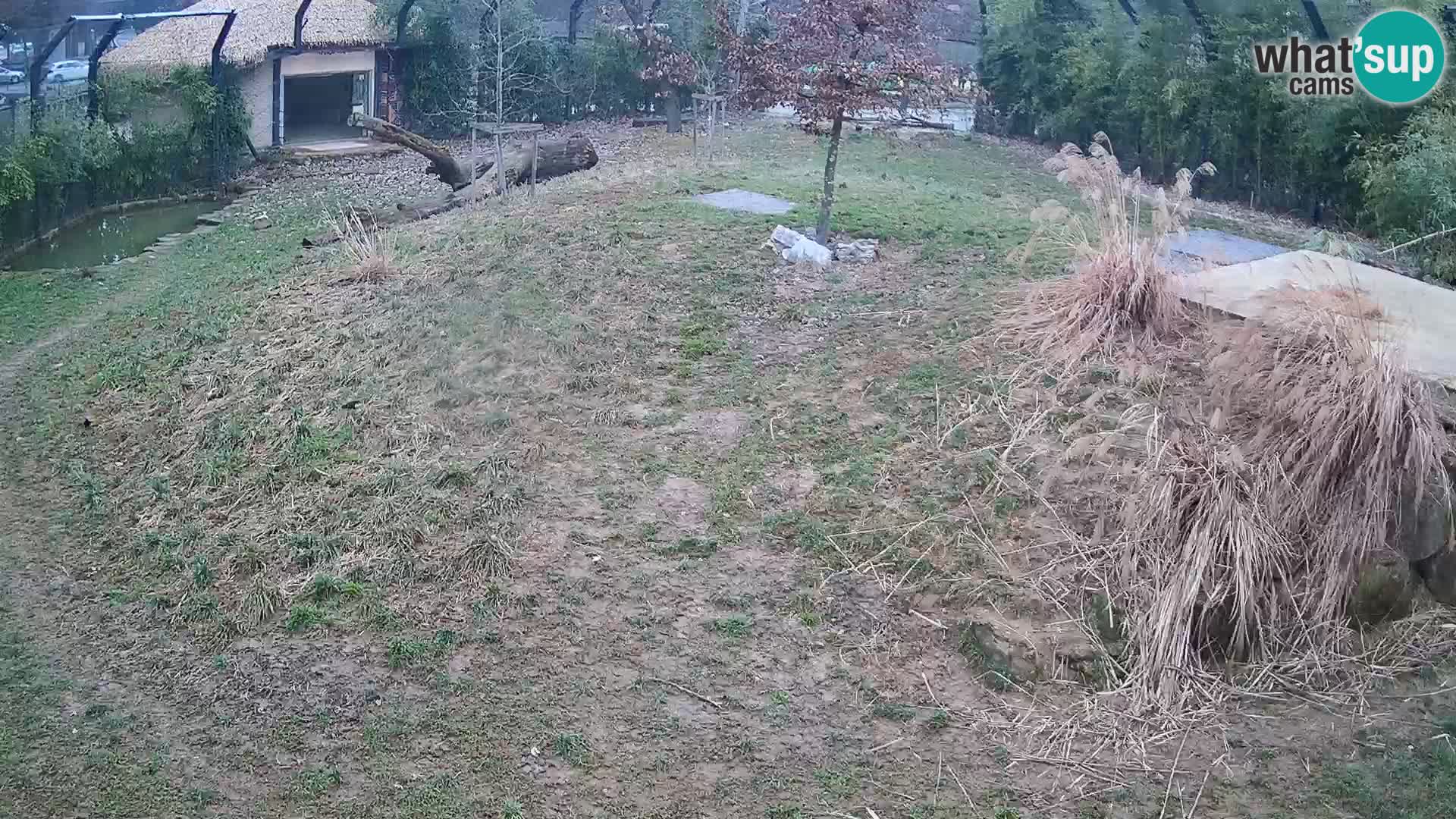 Zoo Ljubljana camera en vivo Leones