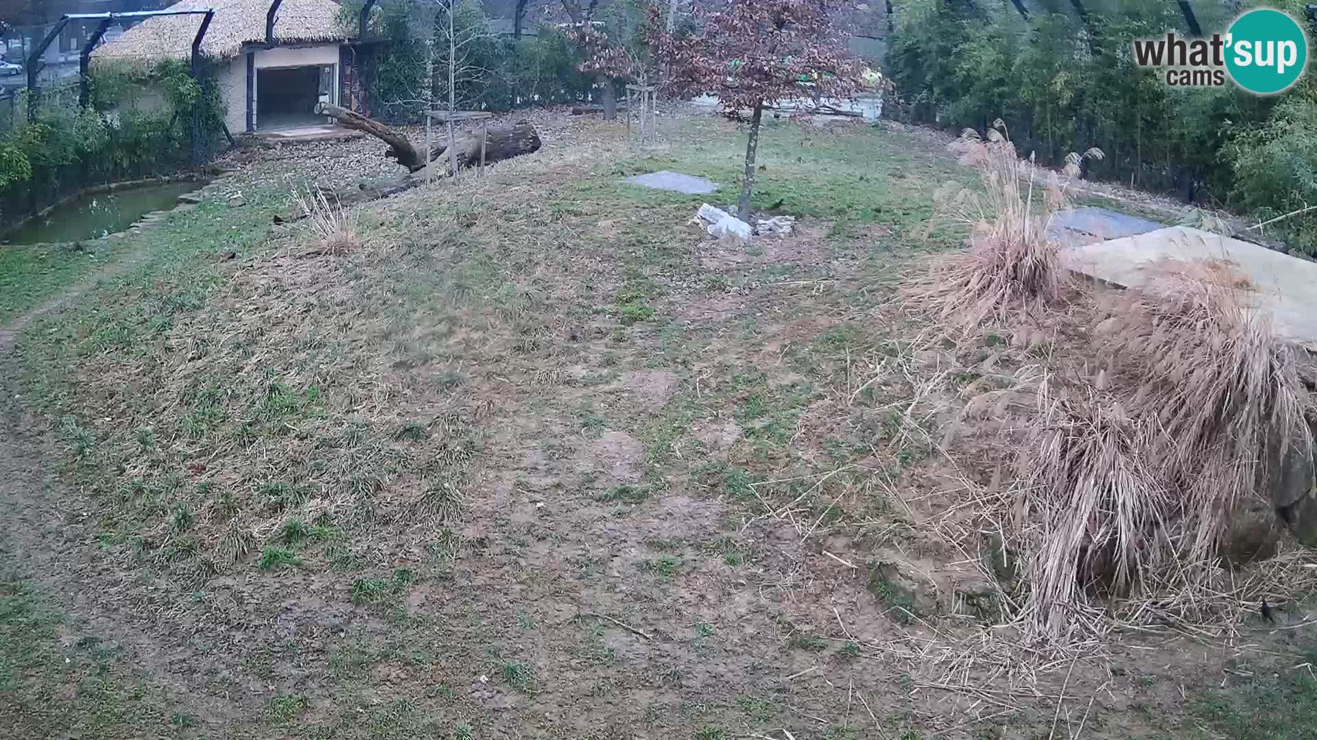 Zoo Ljubljana webcam Löwen