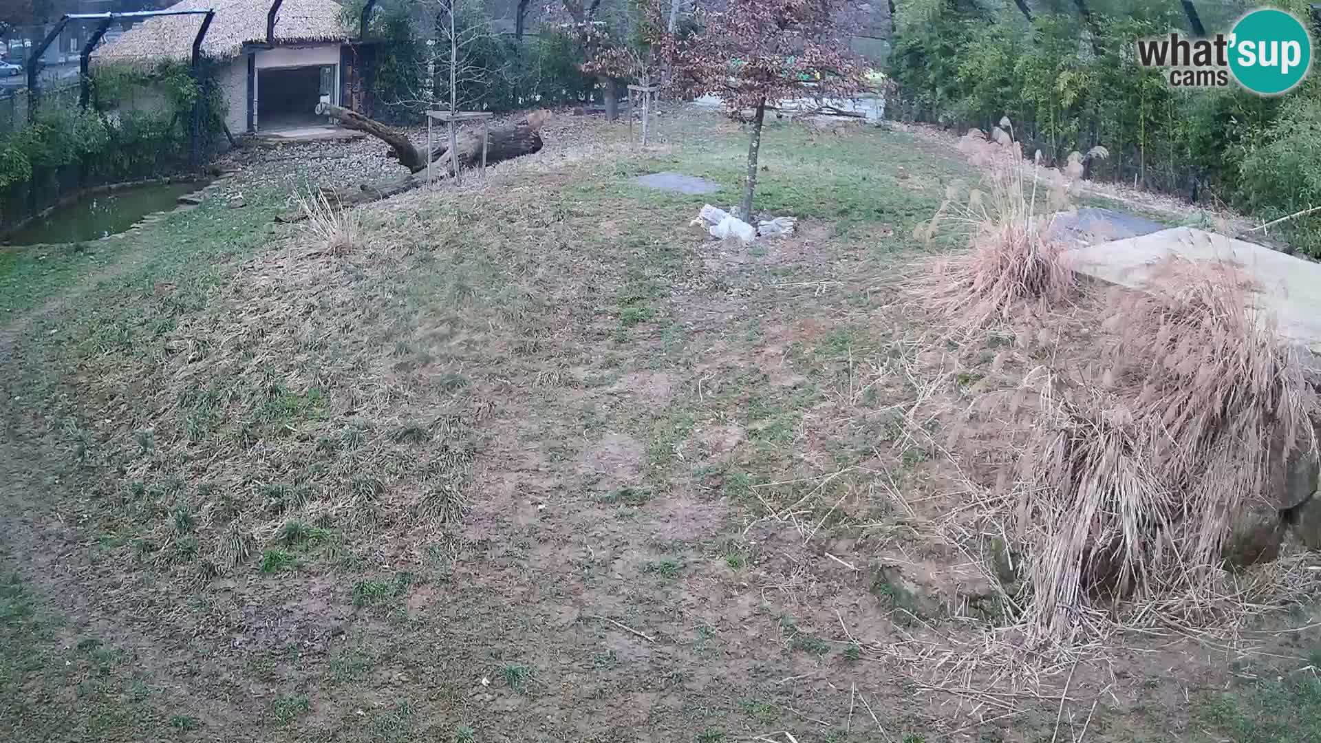 Zoo Ljubljana webcam Löwen