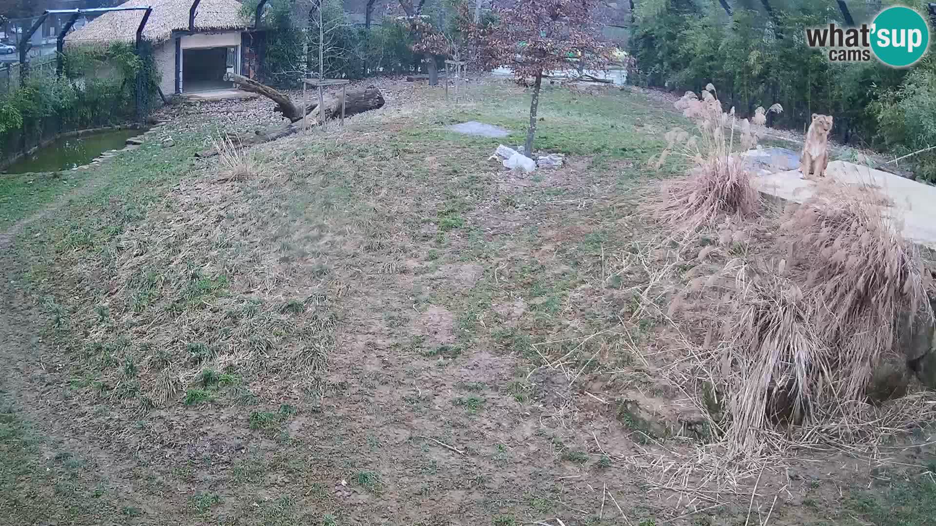 Zoo Ljubljana webcam Löwen