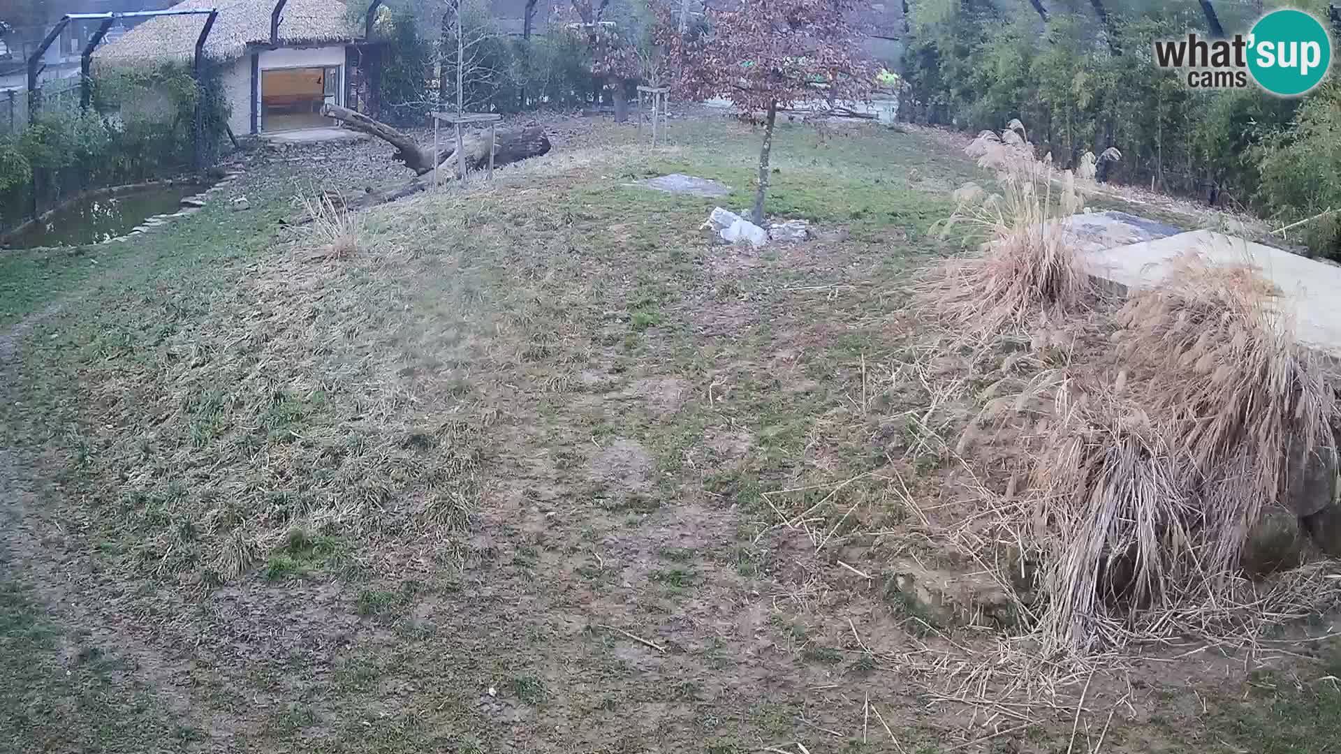 Zoo Ljubljana webcam Löwen