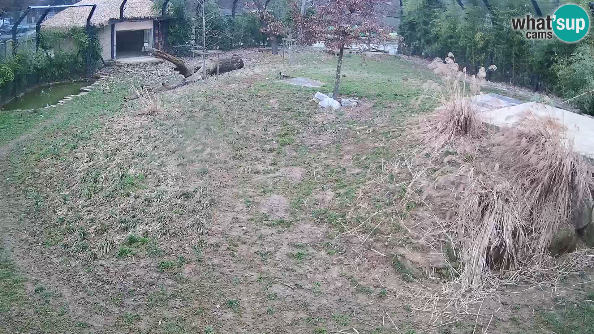 Ljubljana Zoo webcam Lion