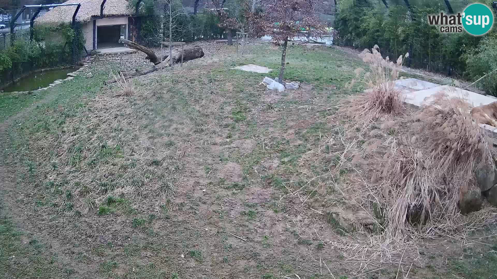 Ljubljana Zoo webcam Lion