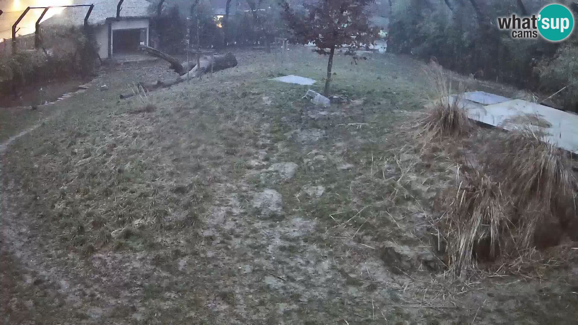 Ljubljana Zoo webcam Lion