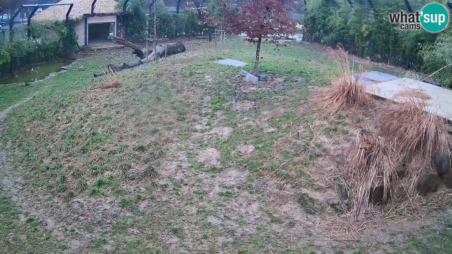 Zoo Ljubljana webcam Löwen