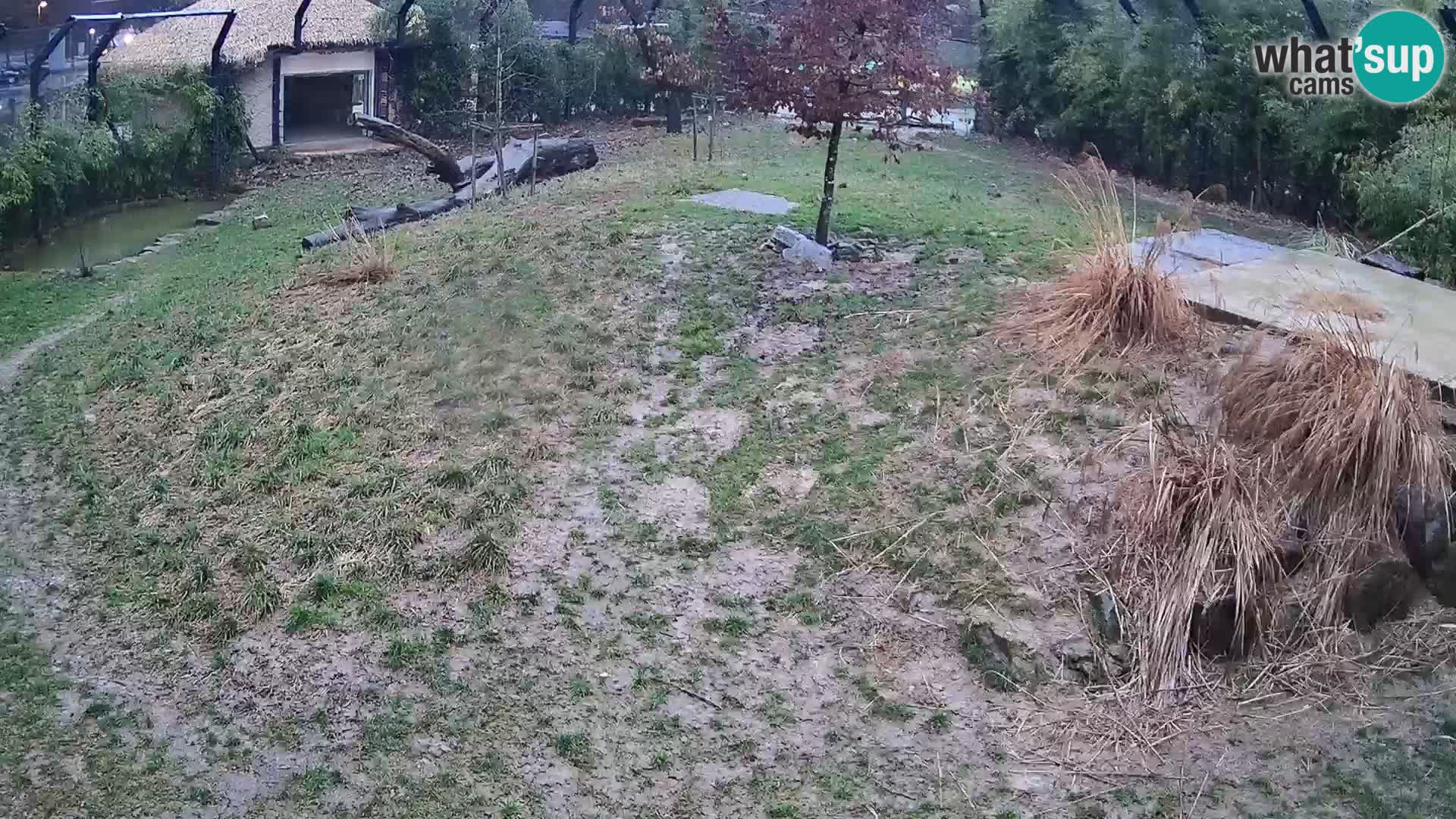 Zoo Ljubljana webcam Löwen