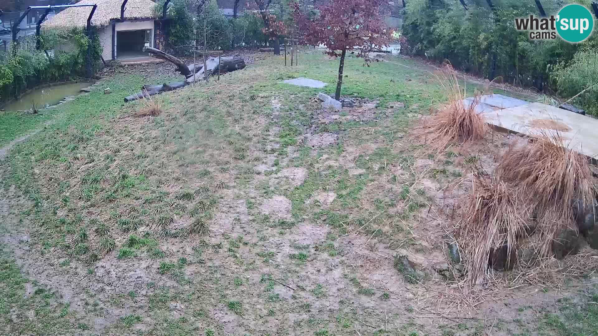 Zoo Ljubljana webcam Löwen