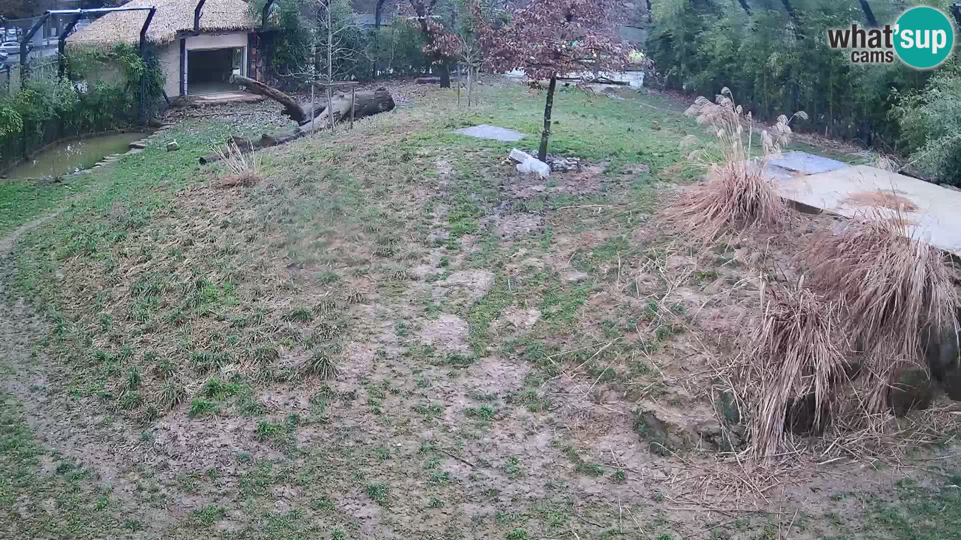 Zoo Ljubljana webcam Löwen