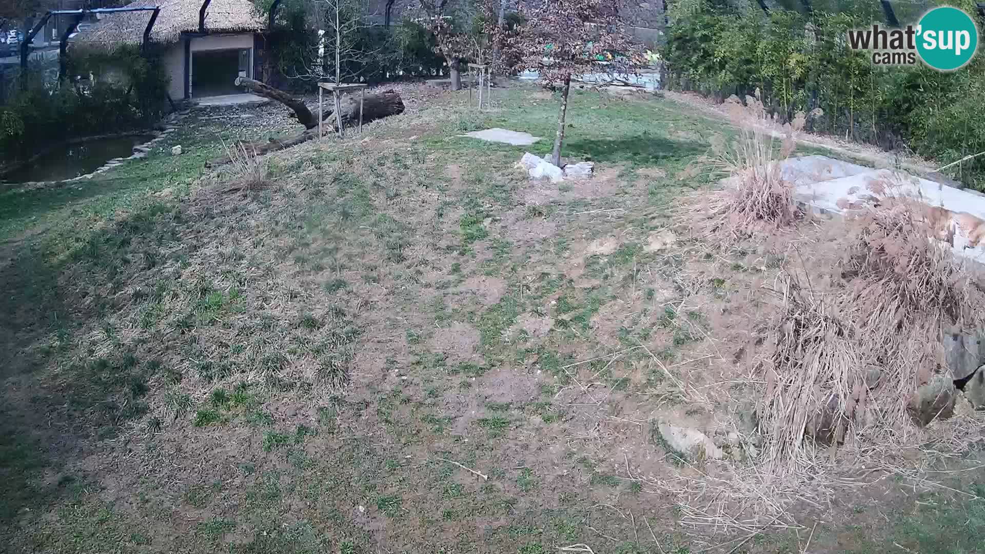 Ljubljana Zoo webcam Lion