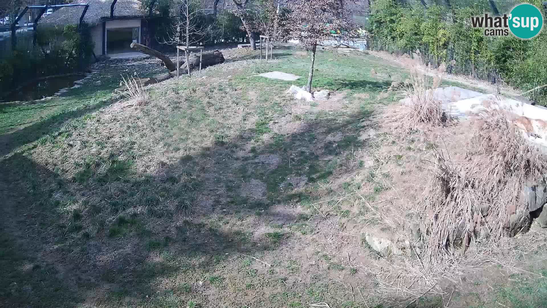 Zoo Ljubljana webcam Löwen