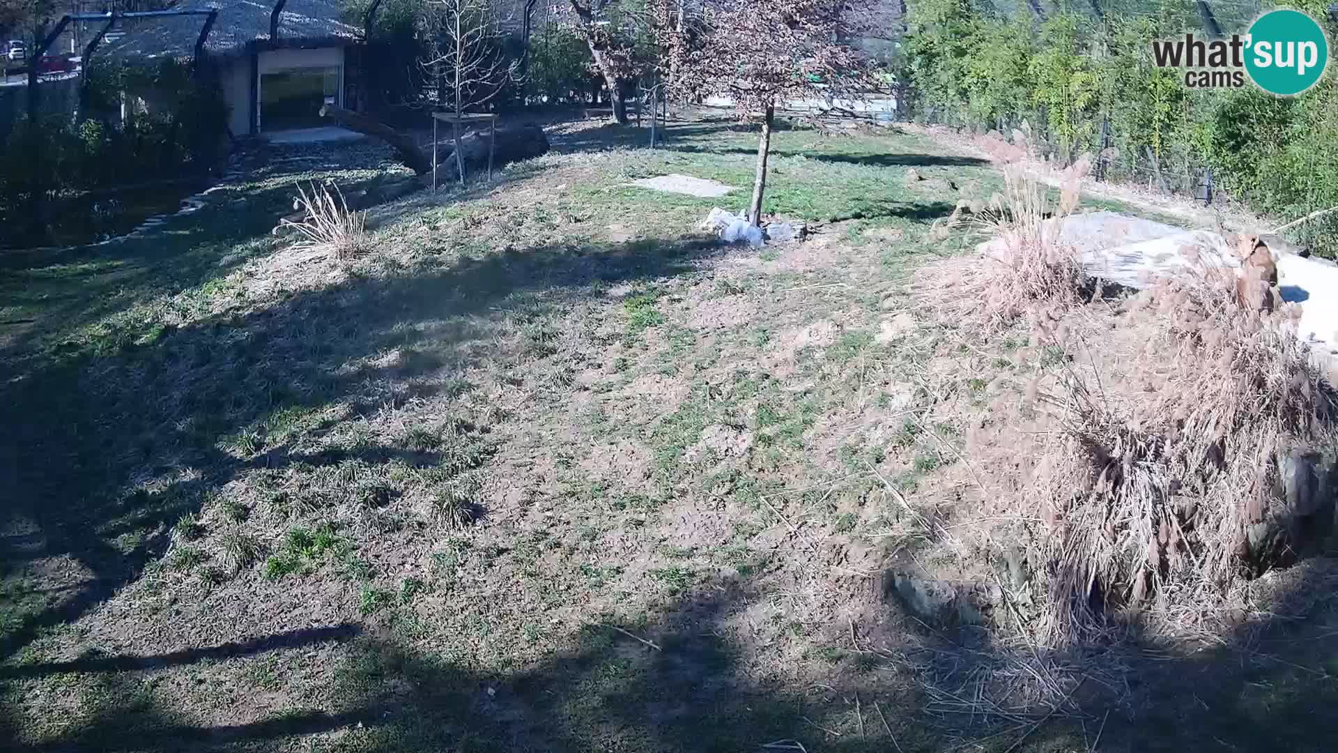 Live Ljubljana Zoo webcam Lion