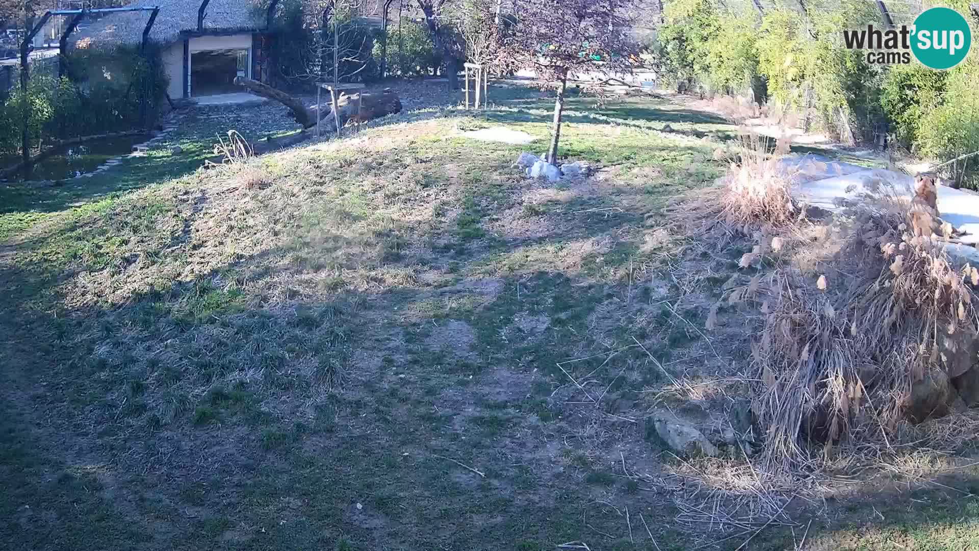 Ljubljana Zoo webcam Lion