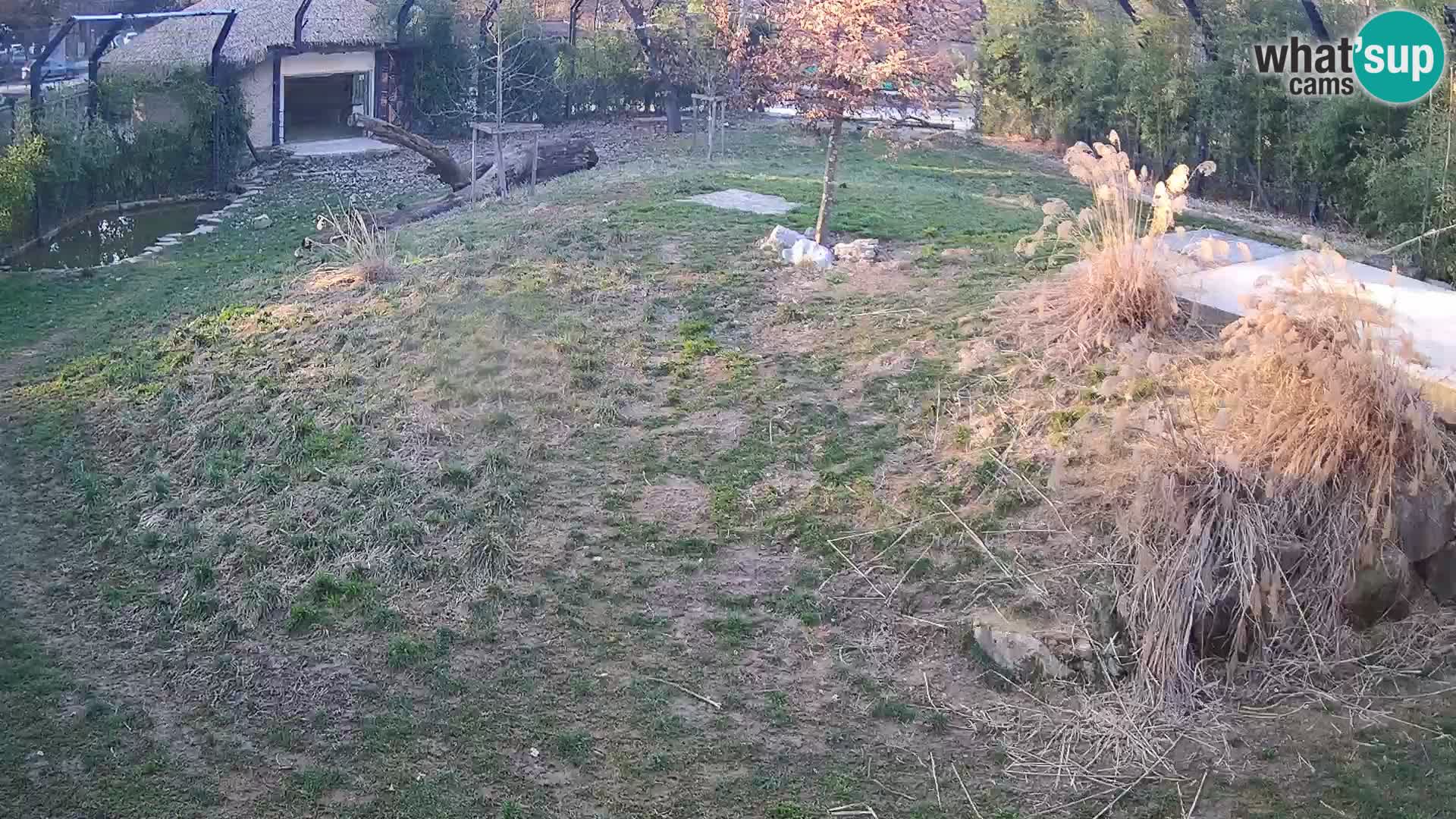 Live Ljubljana Zoo webcam Lion