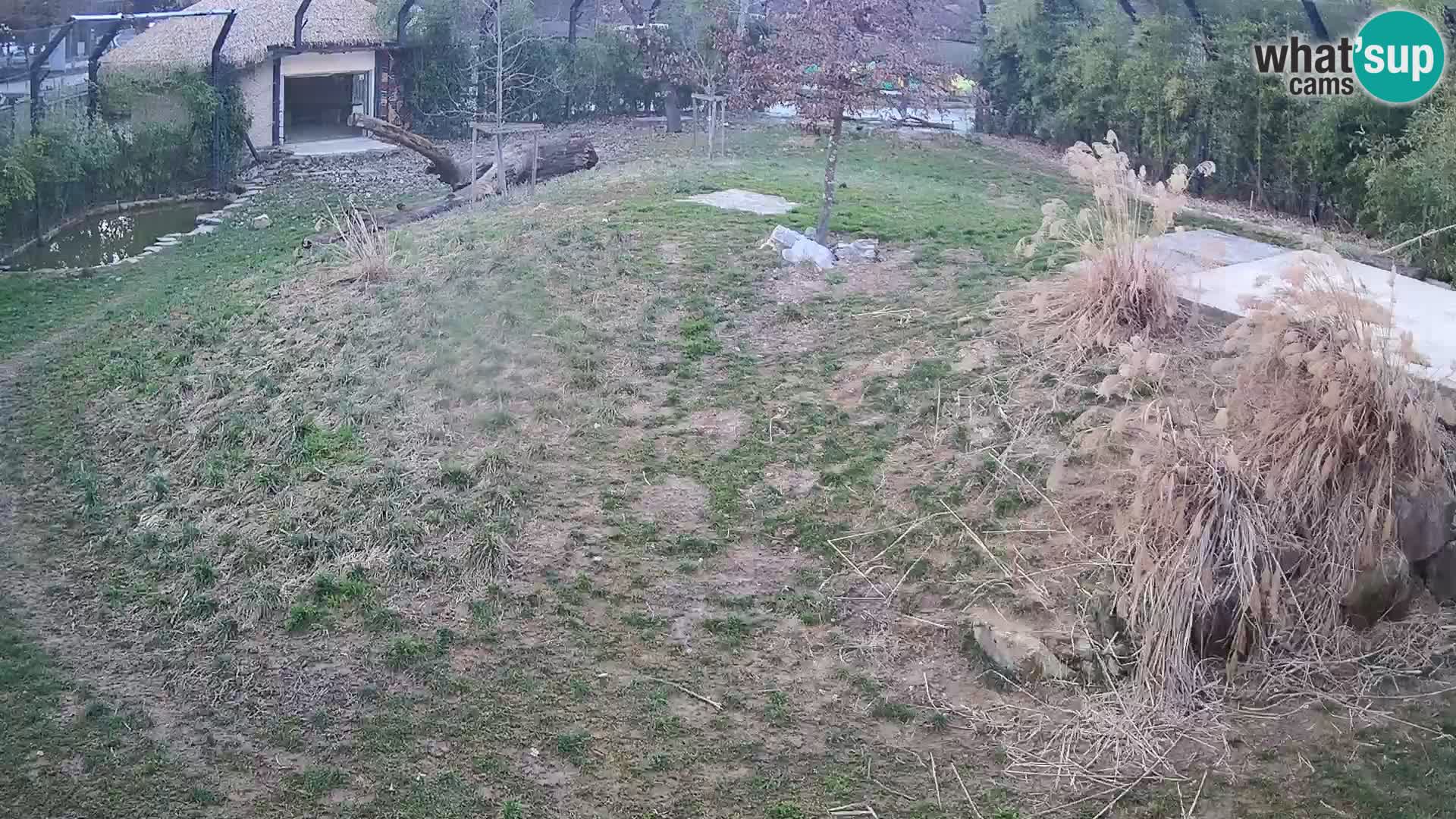 Zoo Ljubljana camera en vivo Leones