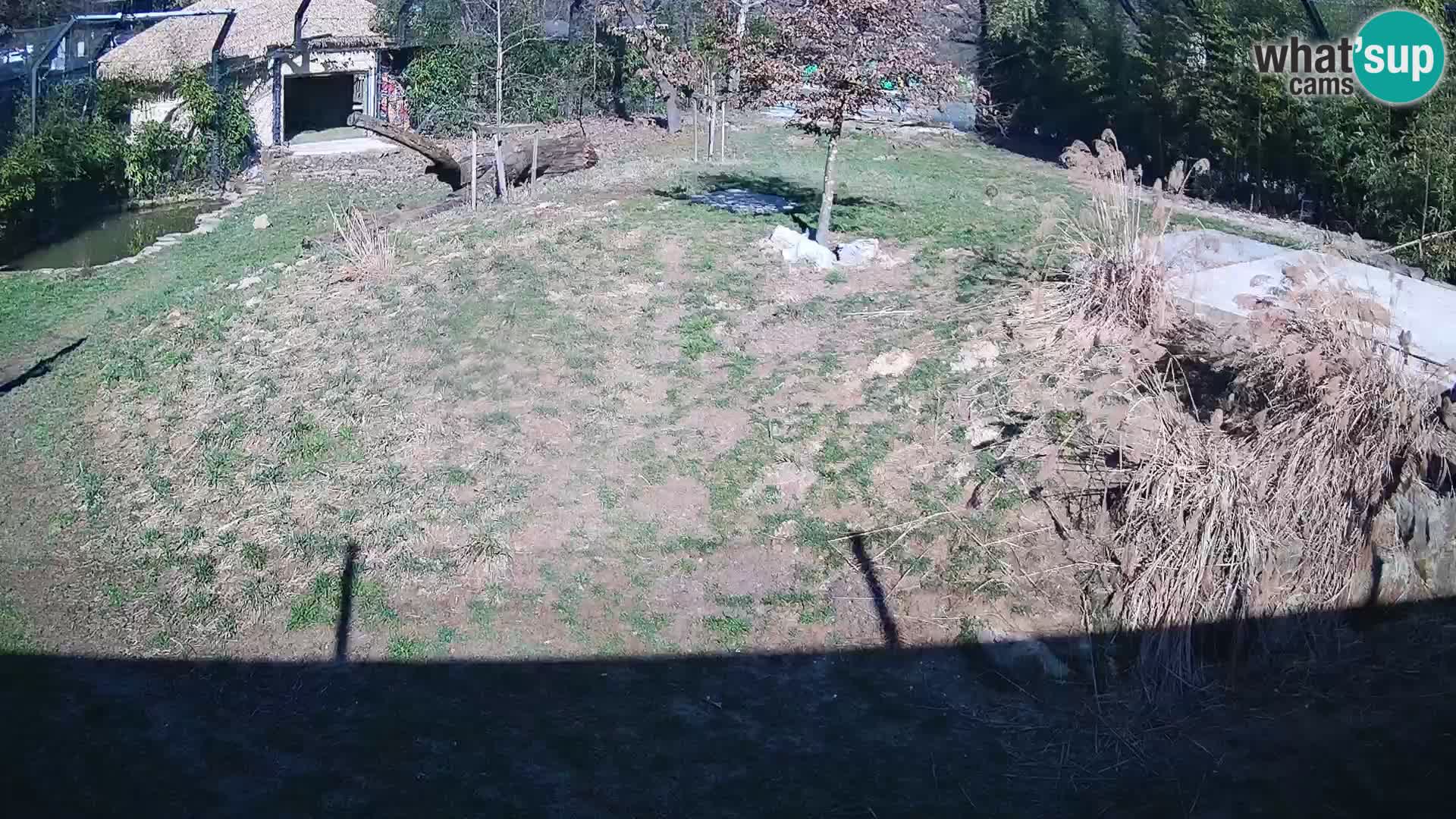 Live Ljubljana Zoo webcam Lion