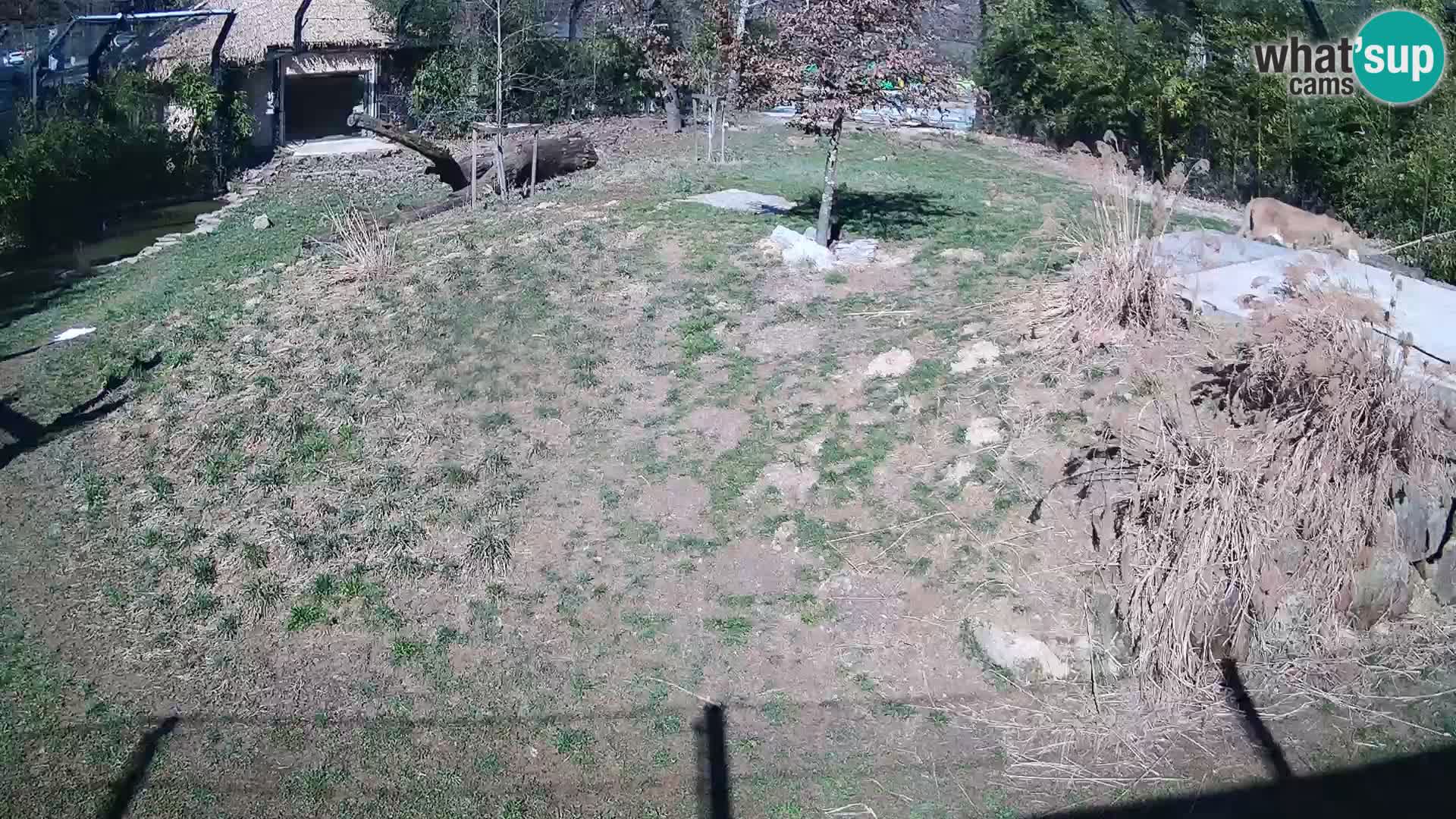 Zoo Ljubljana webcam Löwen