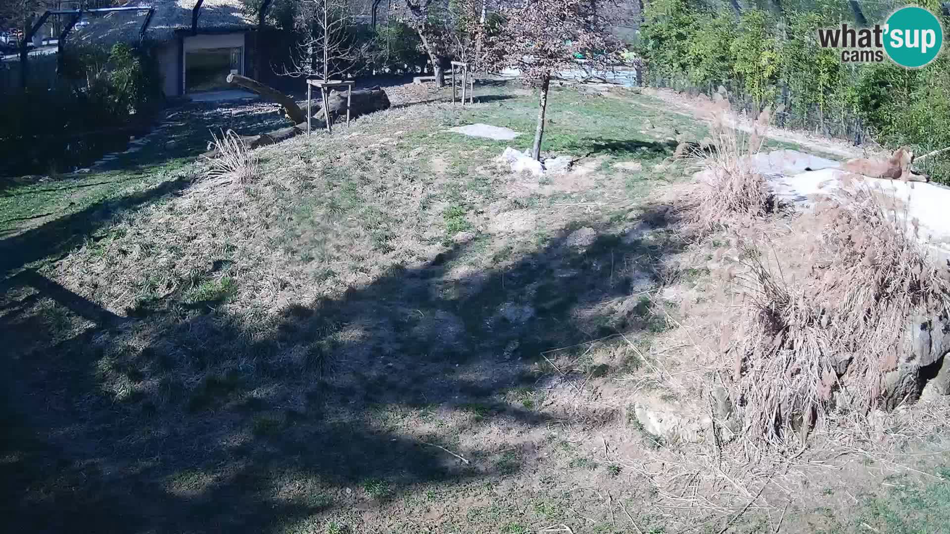 Live Ljubljana Zoo webcam Lion