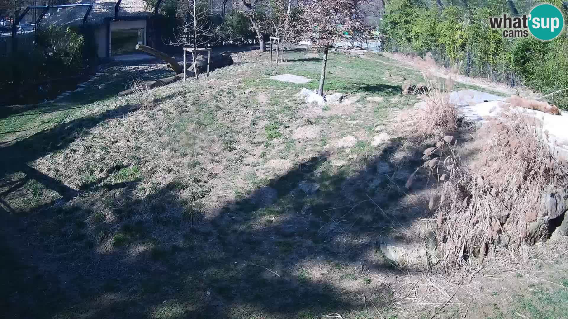 Live Ljubljana Zoo webcam Lion