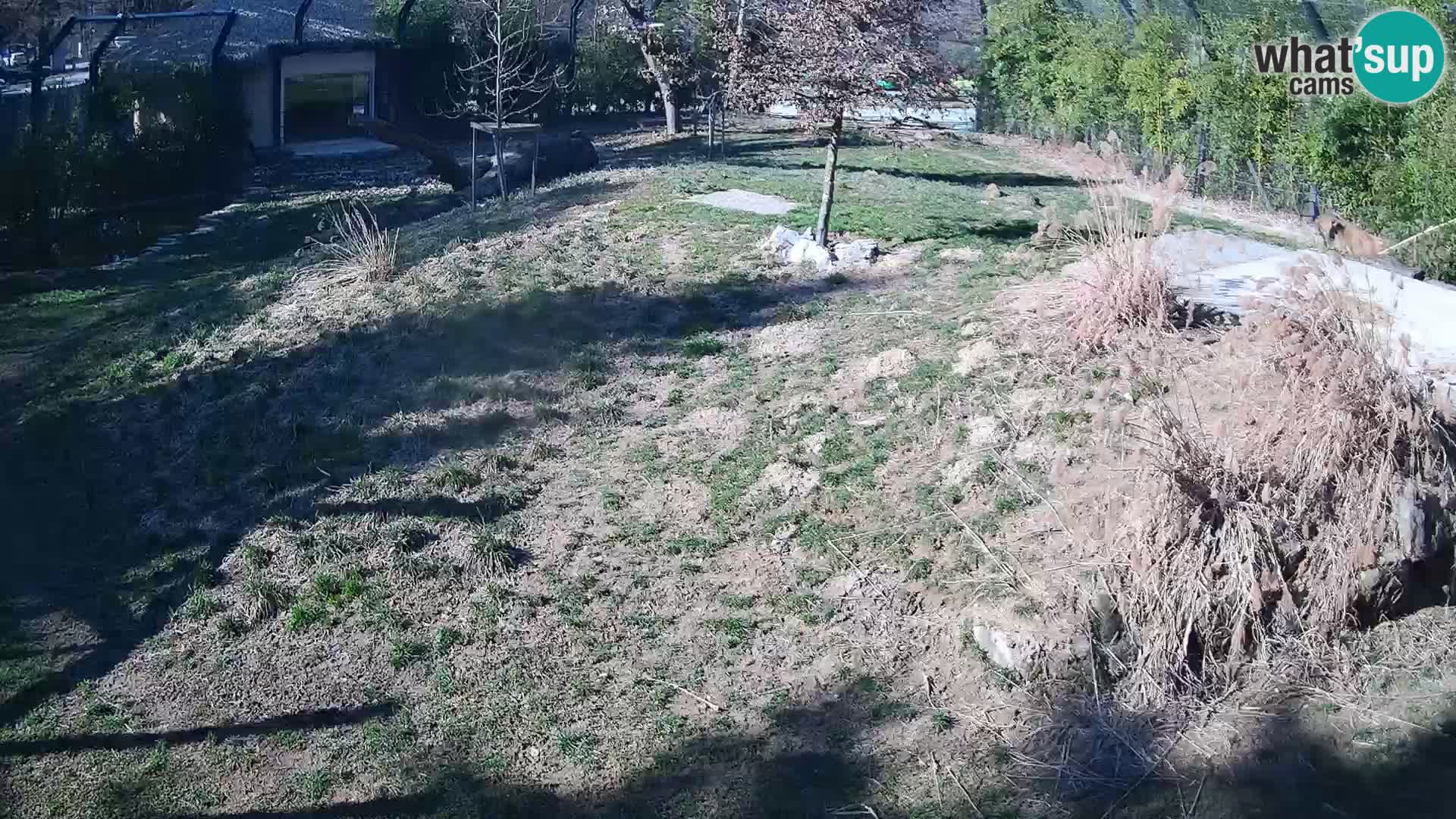 Live Ljubljana Zoo webcam Lion