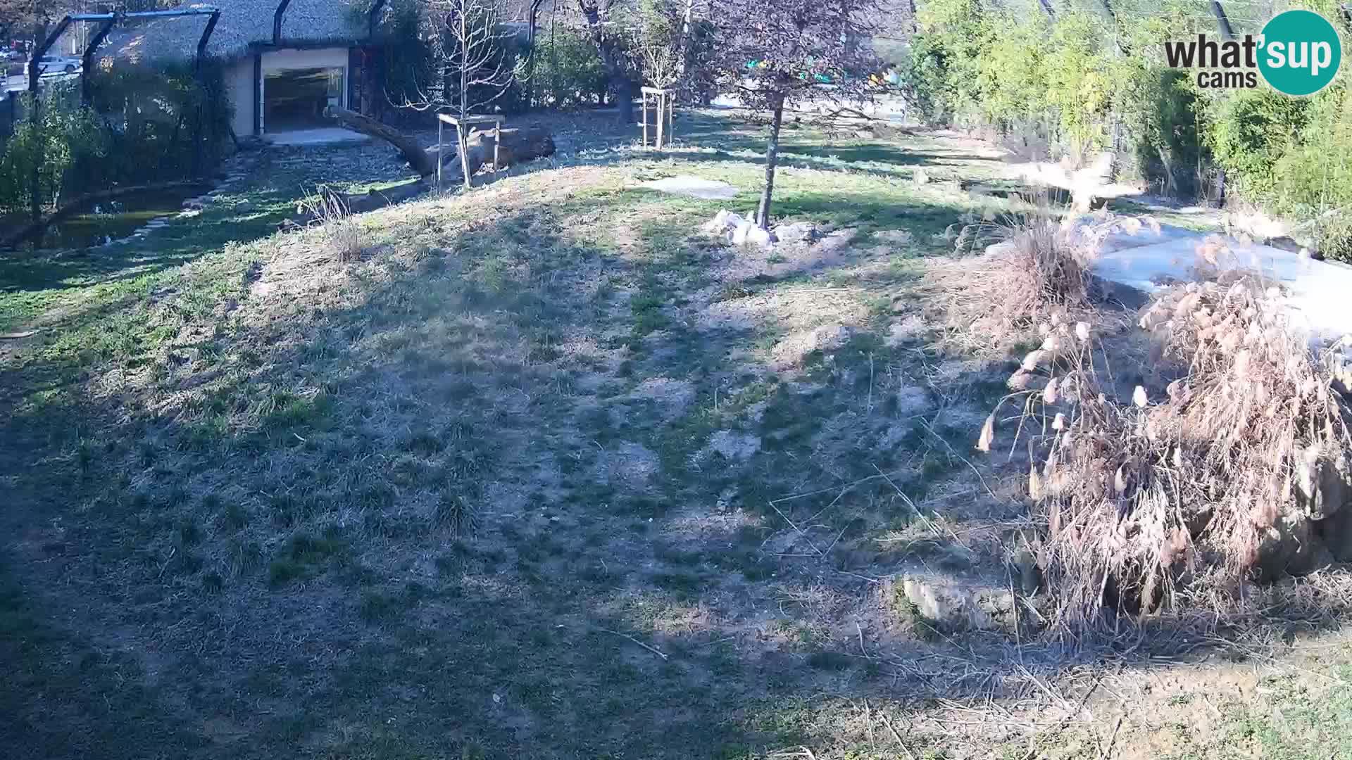 Zoo Ljubljana camera en vivo Leones