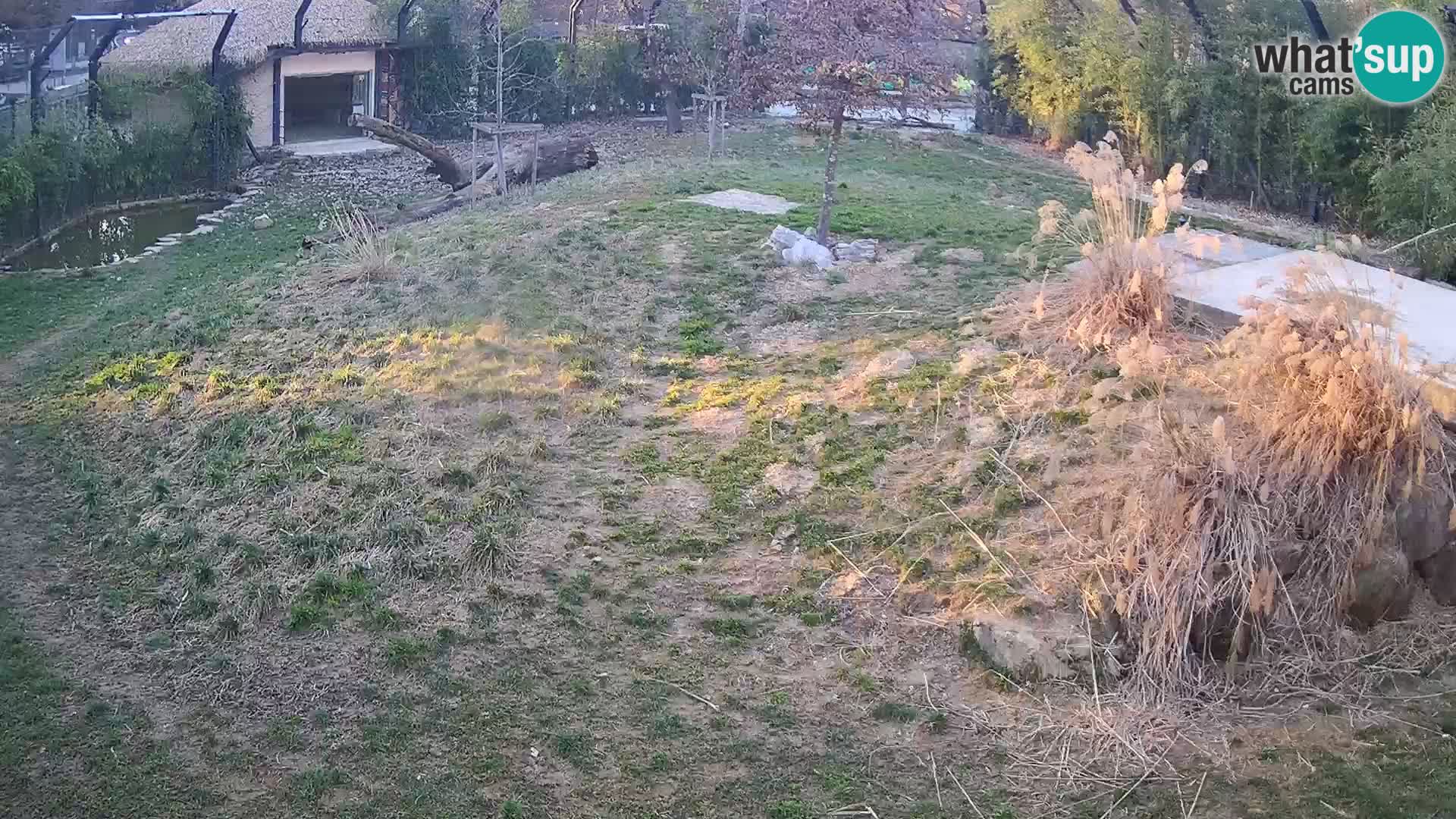 Live Ljubljana Zoo webcam Lion