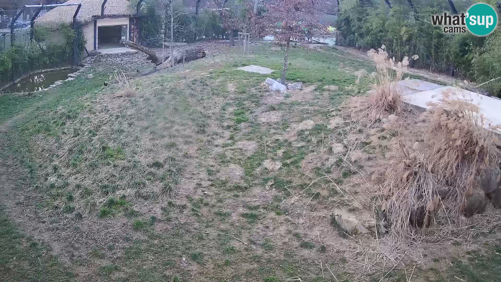 Ljubljana Zoo webcam Lion