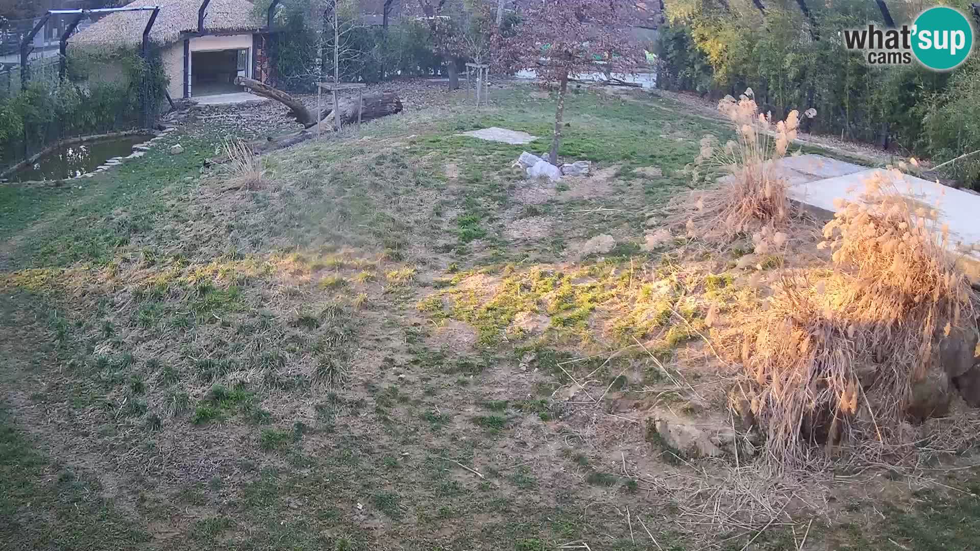 Zoo Ljubljana camera en vivo Leones