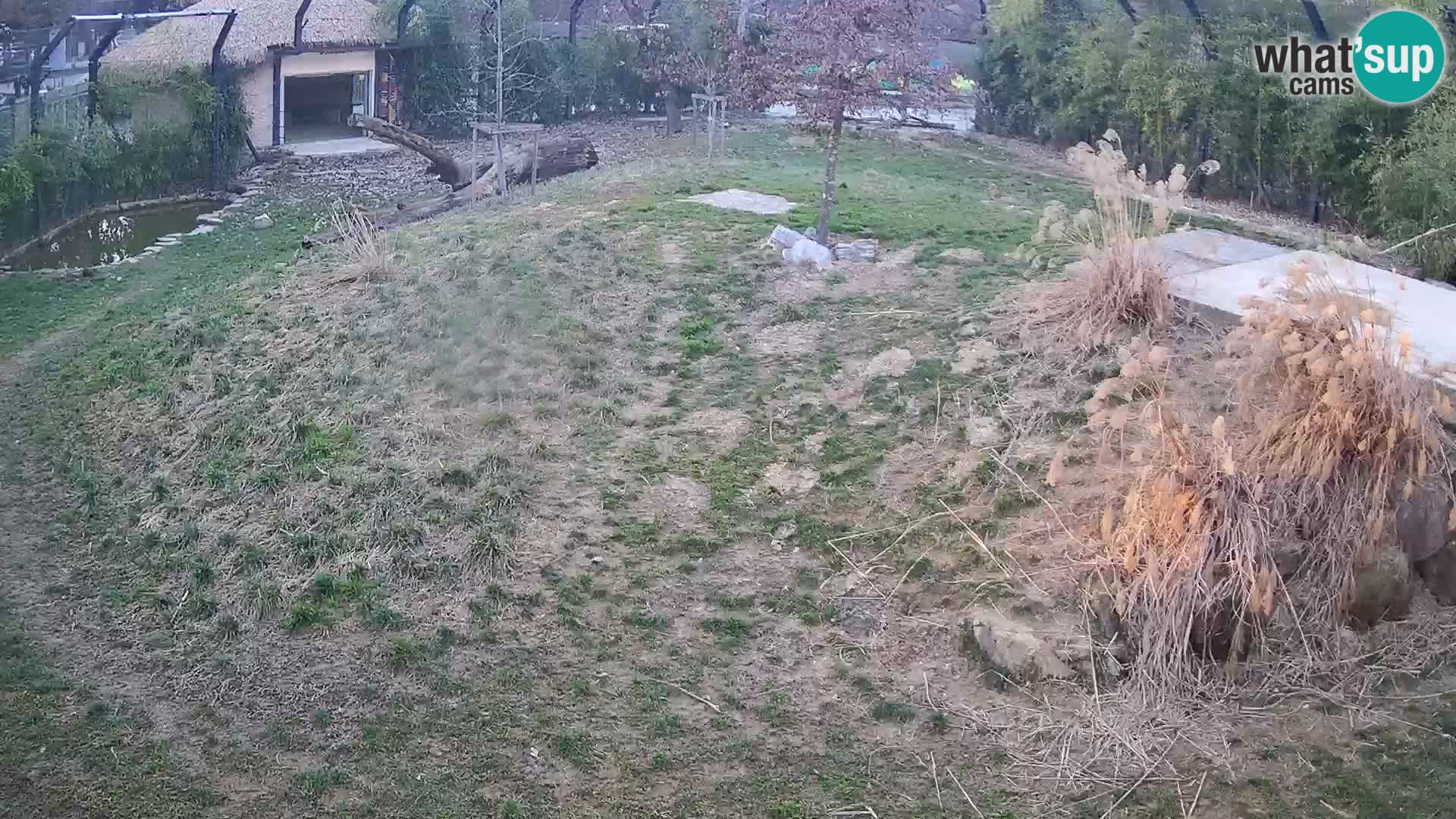 Ljubljana Zoo webcam Lion