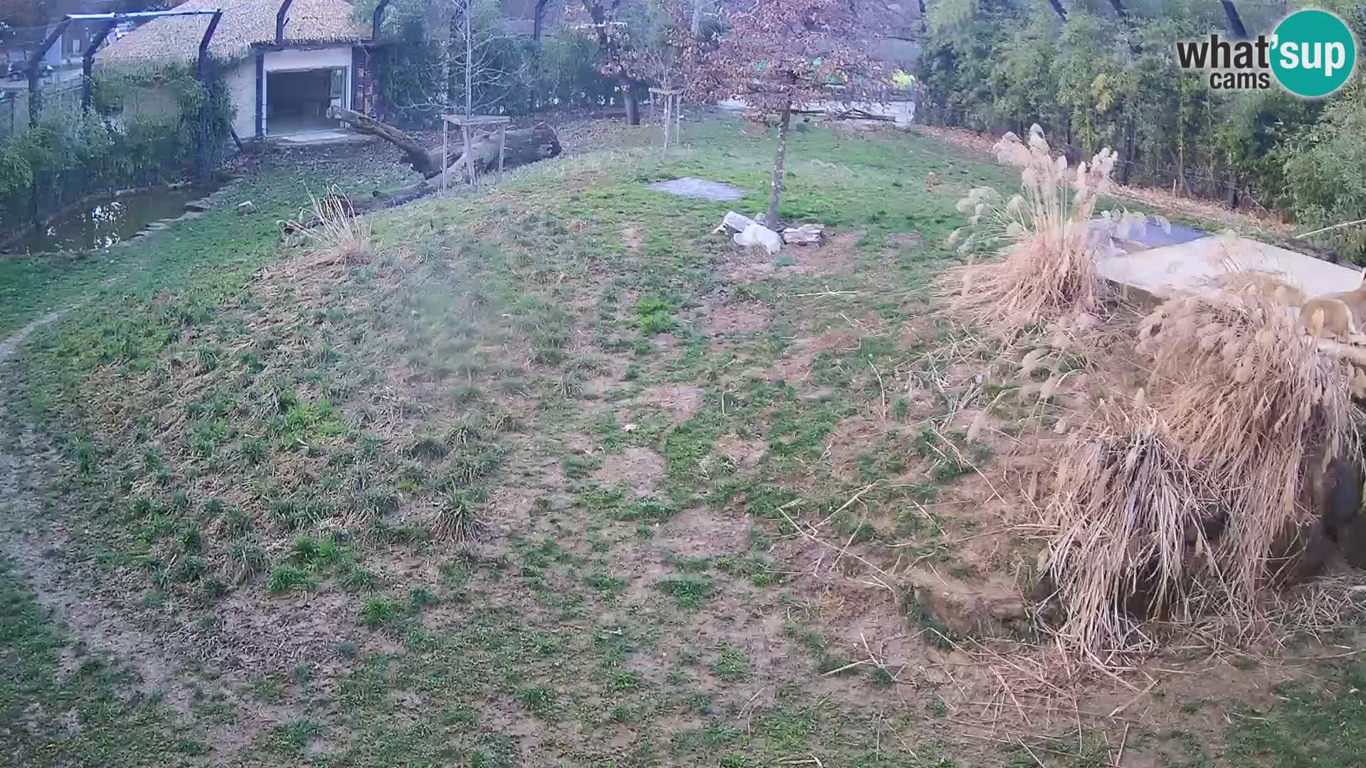 Live Ljubljana Zoo webcam Lion