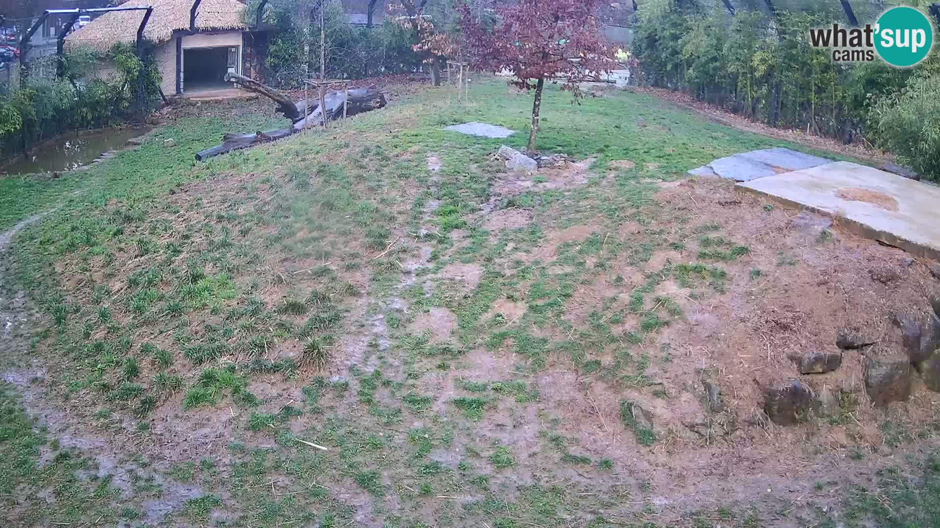 Zoo Ljubljana webcam Löwen