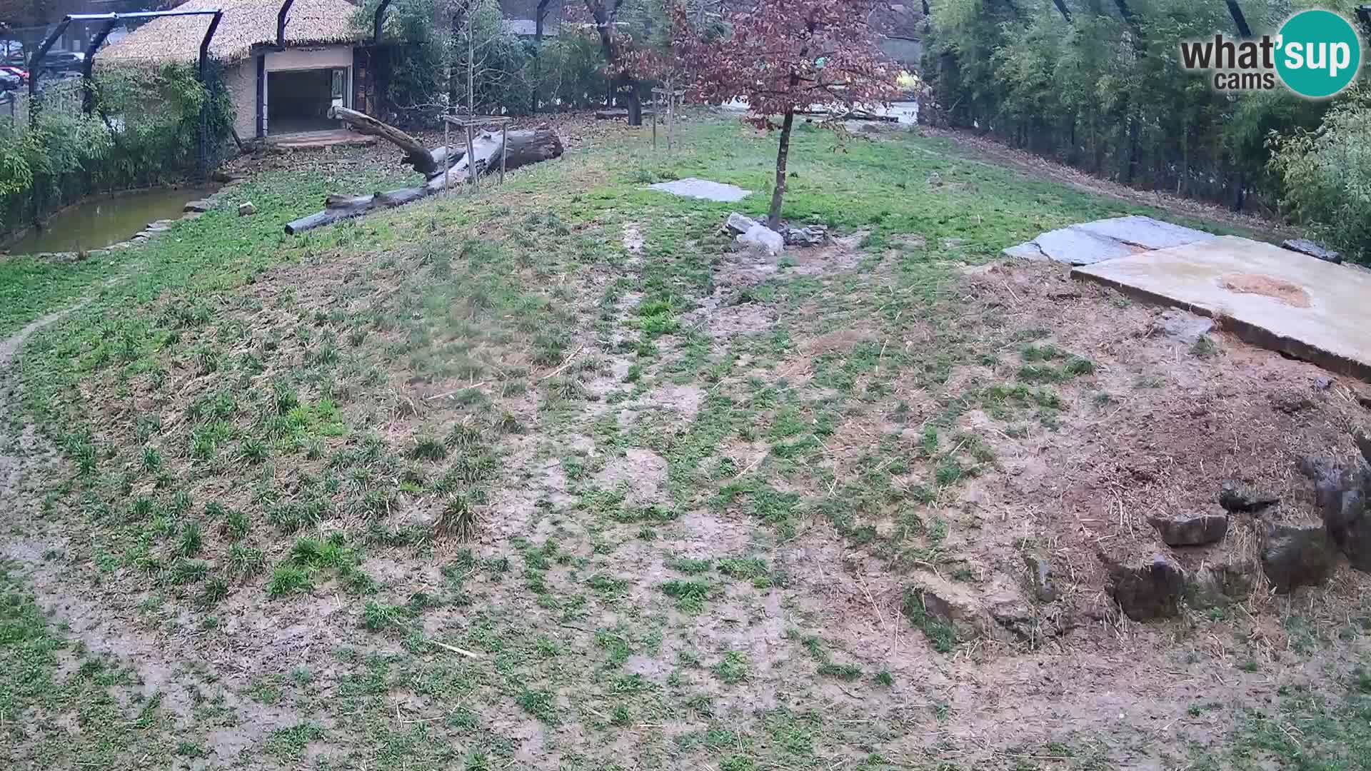 Zoo Ljubljana webcam Löwen