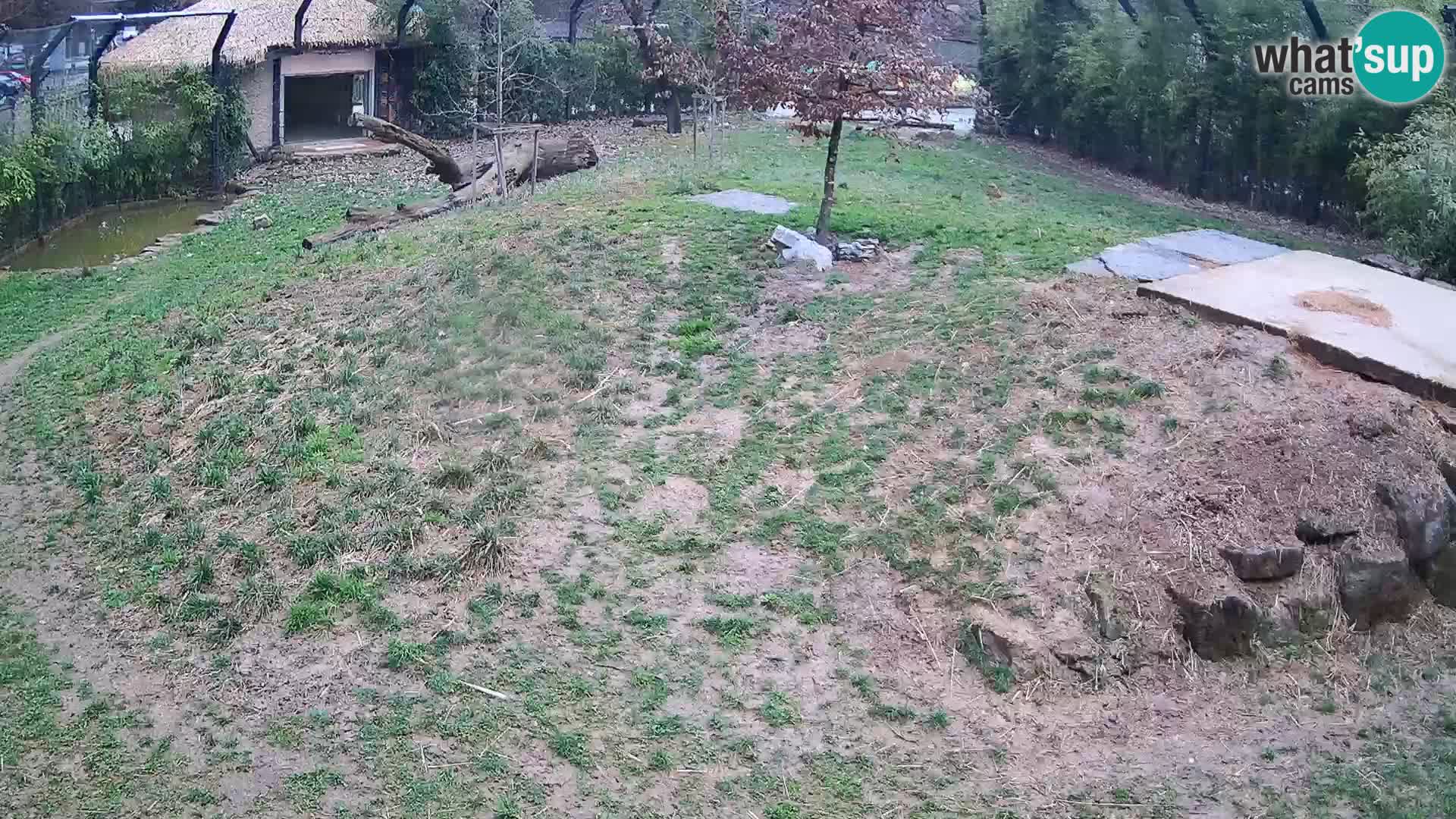 Live Ljubljana Zoo webcam Lion